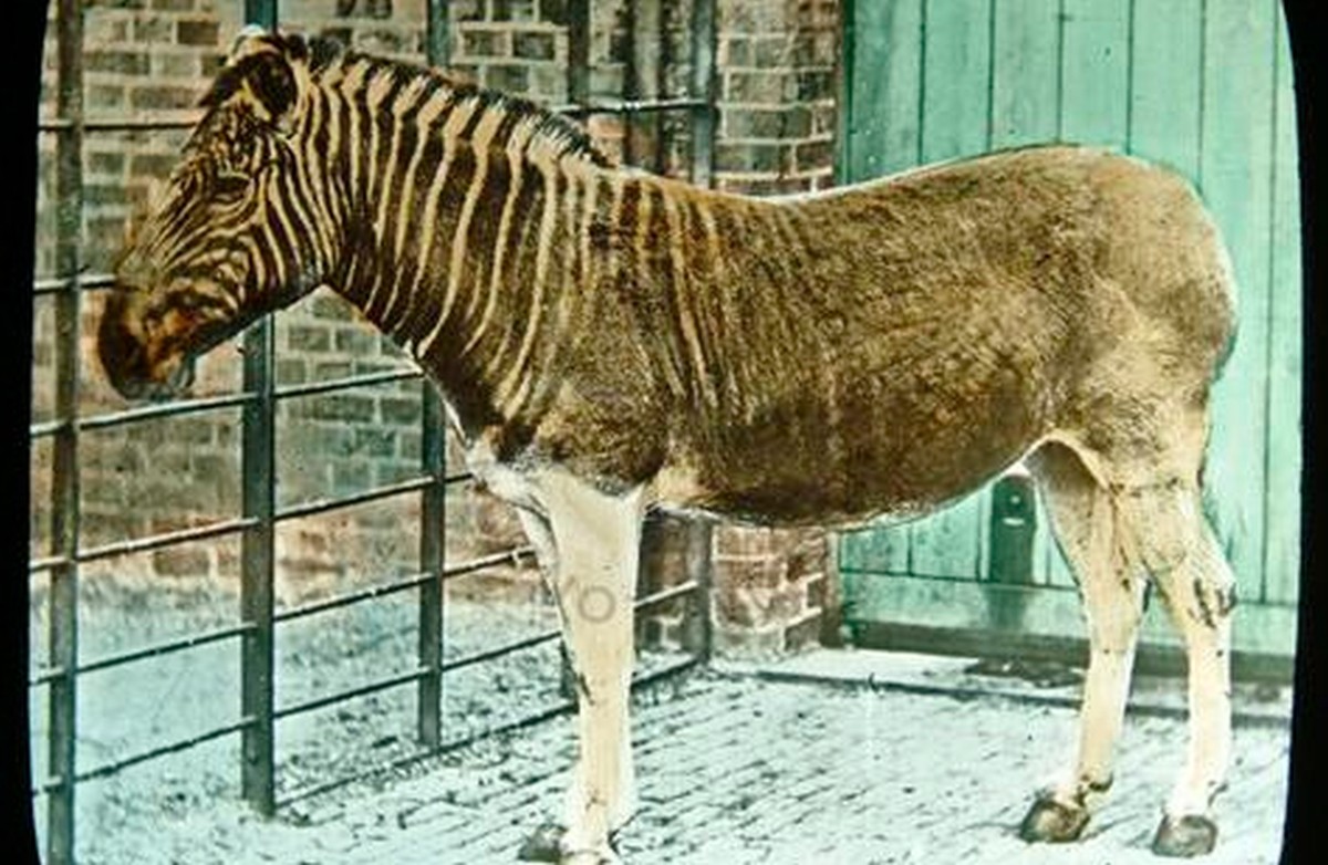 Viac ako storočie vyhynutý druh zebry oživili vedci