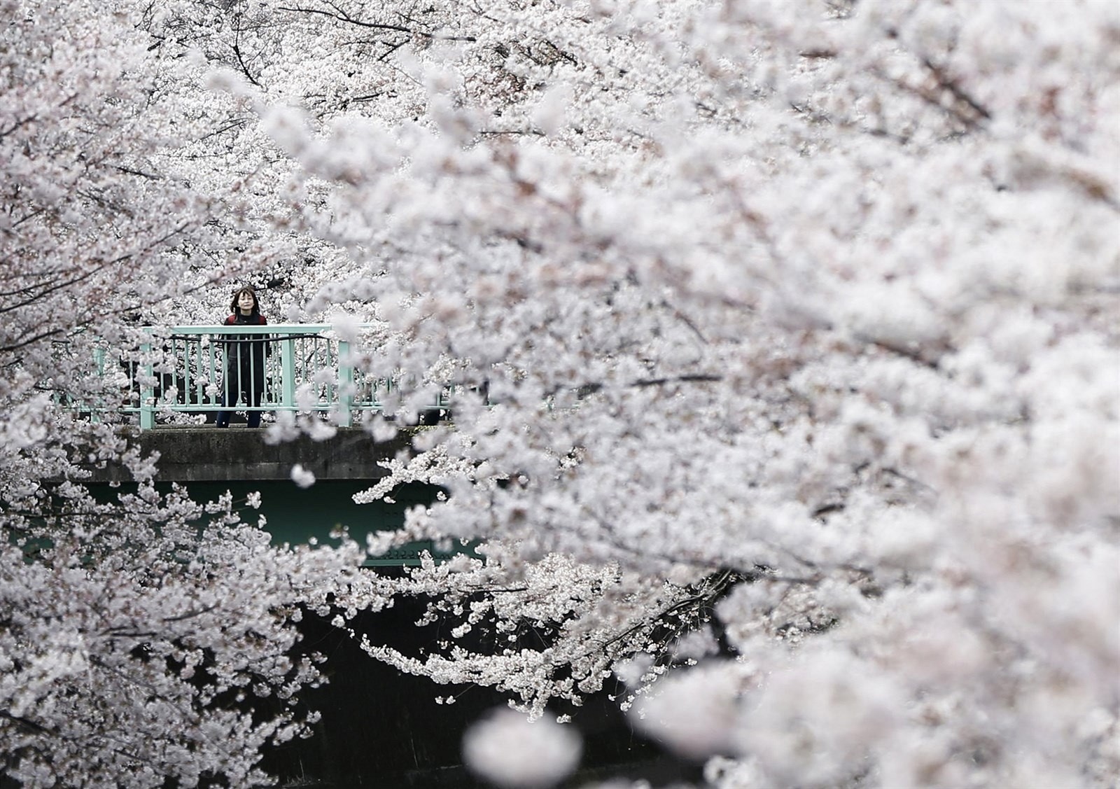 Doklad toho, že sakury sú v Tokiu už v plnom kvete. Alebo im do toho veľa nezostáva. Snímka: Reuters