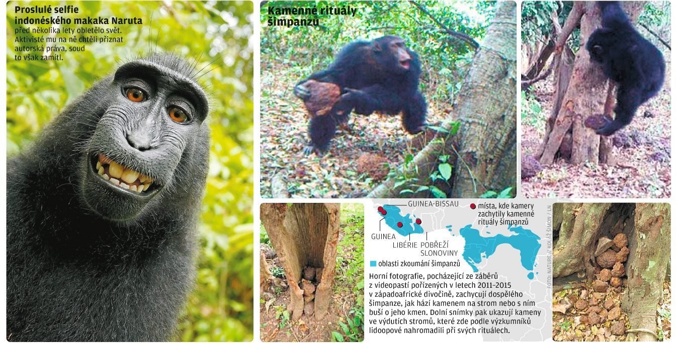 Pozoruhodné správanie šimpanzov