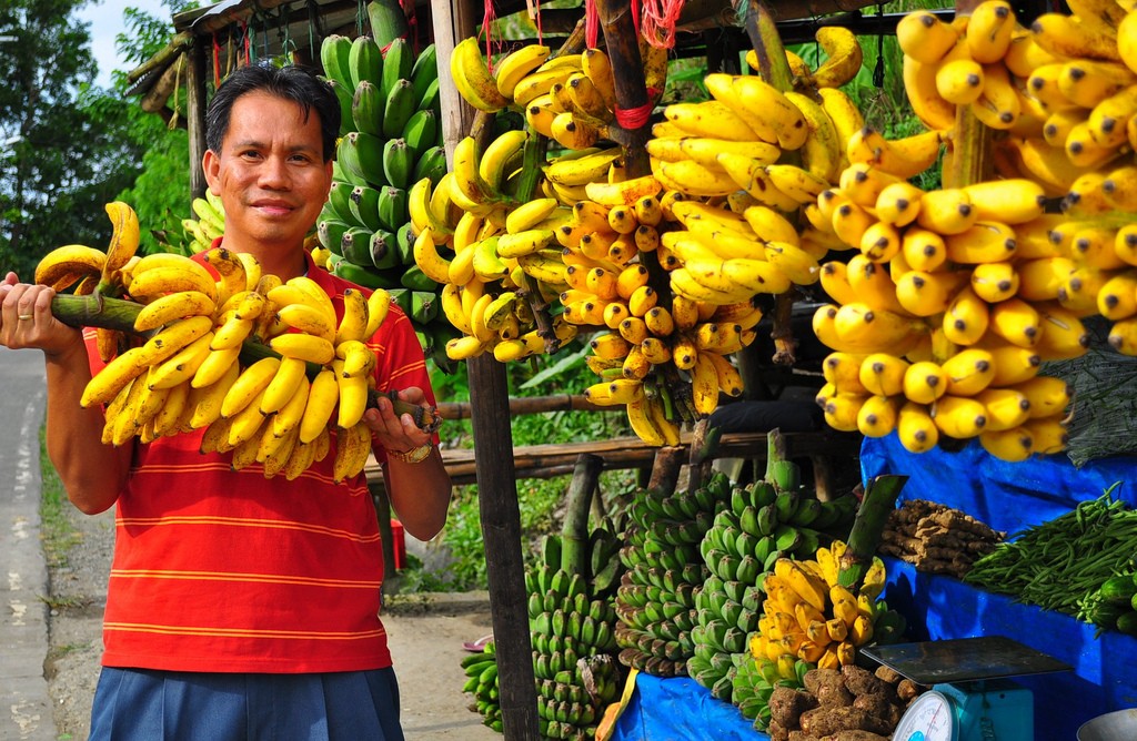 Latinskú Ameriku zatiaľ choroba nepostihla, takže ceny banánov na Západe nerastú.