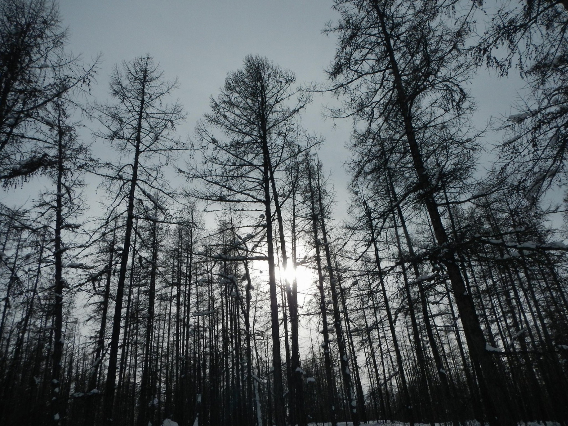 Sibírske lesy.