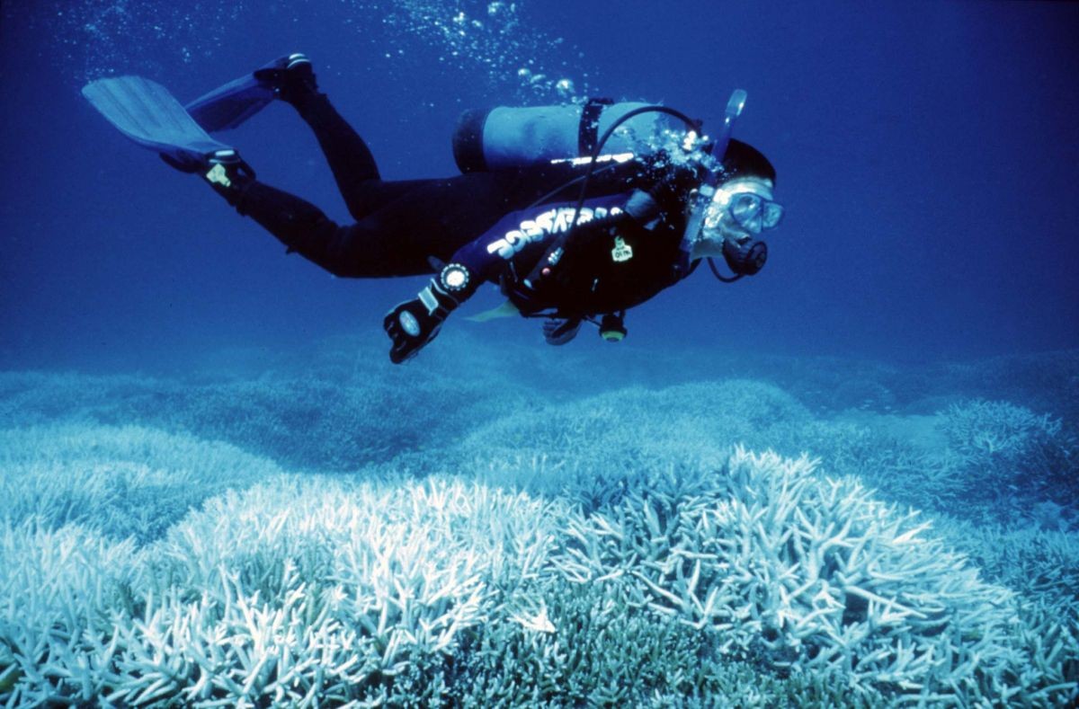 koraly austrália potápač