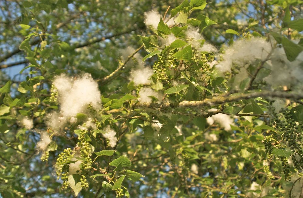 Jarn&aacute; &uacute;nava prejavuj&uacute;ca sa mal&aacute;tnosťou, nedostatkom energie a vyčerpan&iacute;m nemus&iacute; s&uacute;visieť len s biorytmom. Preb&uacute;dzaj&uacute;ca sa pr&iacute;roda totiž pr&iacute;li&scaron; nepraje alergikom. Upchat&yacute; nos, svrbenie v očiach, nose a hrdle, bolesť hrdla, k&yacute;chanie, bolesti hlavy a dotierav&yacute; ka&scaron;eľ alebo n&aacute;dcha patria spolu s veľkou &uacute;navou medzi hlavn&eacute; pr&iacute;znaky alergie. Ak ste niektor&yacute; z vy&scaron;&scaron;ie spom&iacute;nan&yacute;ch pr&iacute;znakov zaznamenali, možno ste pr&aacute;ve odhalili d&ocirc;vod n&aacute;hleho vyčerpania pri obľ&uacute;benom &scaron;porte. V takom pr&iacute;pade rad&scaron;ej na p&aacute;r dn&iacute; zvoľnite a počkajte, až alergia prejde.