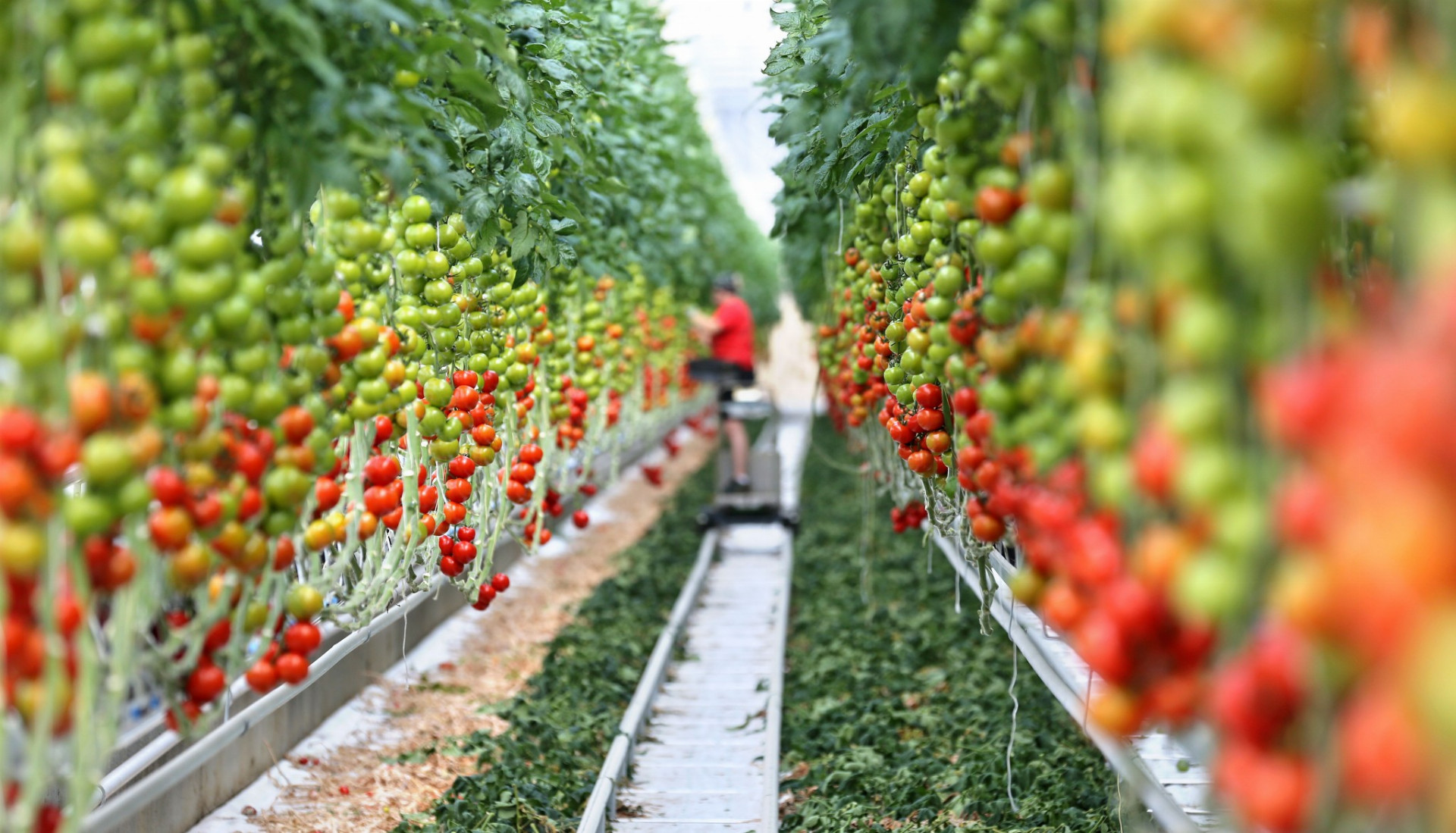 V skleníkoch s rozlohou 15 hektárov tu pestujú štyri druhy rajčín, ktoré sa predávajú v miestnych supermarketoch pod názvom Lutherove paradajky.
