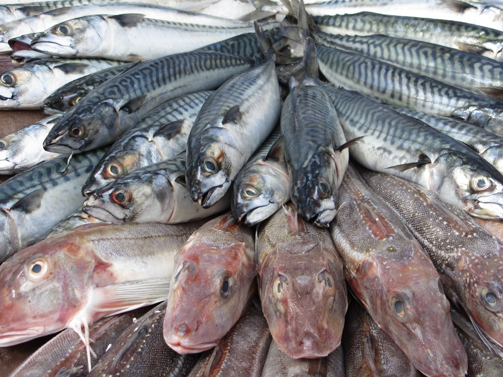 Častá konzumácia mastných rýb je vynikajúcou prevenciou vrások. Do tejto skupiny patria losos, makrela, tuniak, pstruh či sardinky. Poskytnú vám dostatočné množstvo vitamínu D, ktorý prospieva imunite, srdcu, kostiam črevám i mozgu. Tieto ryby sú bohaté aj na omega-3 mastné kyseliny, ktoré sa chvália protizápalovým efektom, bránia tvorbe zrazenín v cievach a pomáhajú pri liečbe autoimunitných ochorení. Zmierňujú priebeh reumatoidnej artritídy, Crohnovej choroby a znižujú vysoký krvný tlak. Konzumácia týchto rýb je prevenciou rôznych zápalov v koži, ktoré urýchľujú poškodzovanie kolagénu v pleti. A výsledok? Menej pružná pleť a viac vrások.