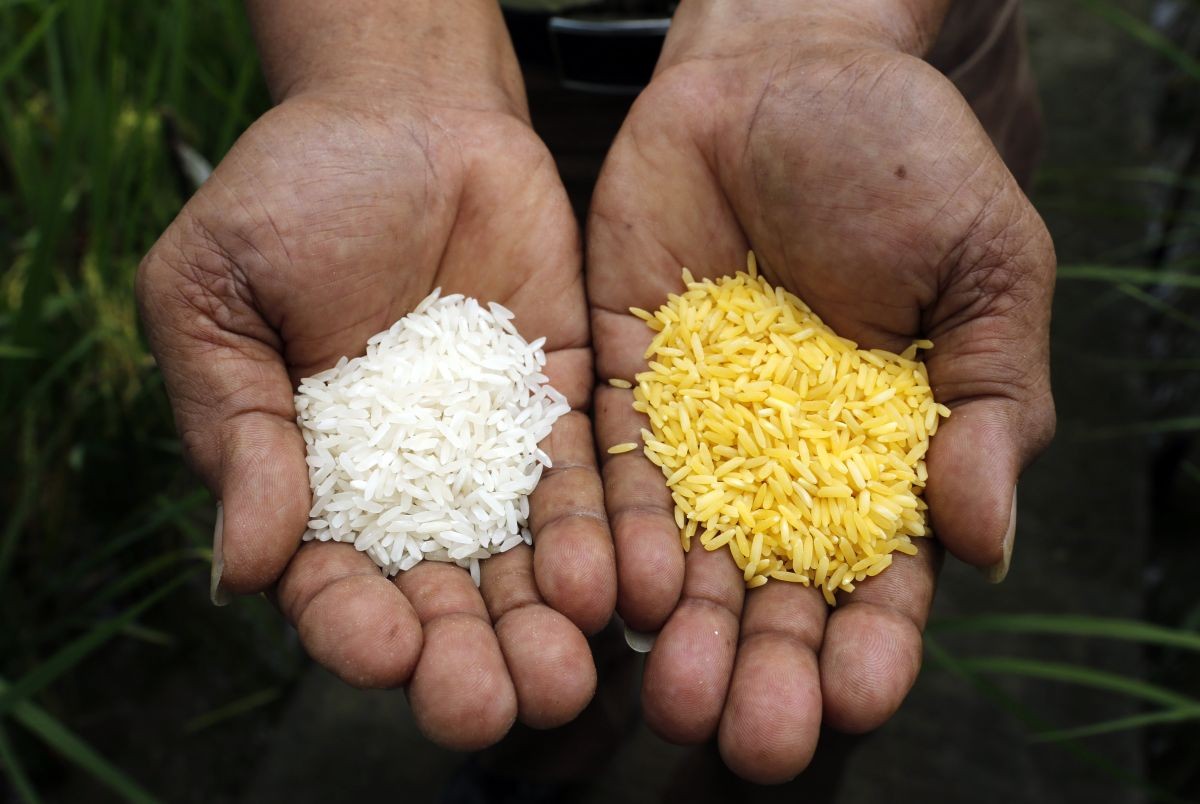 ryža GMO