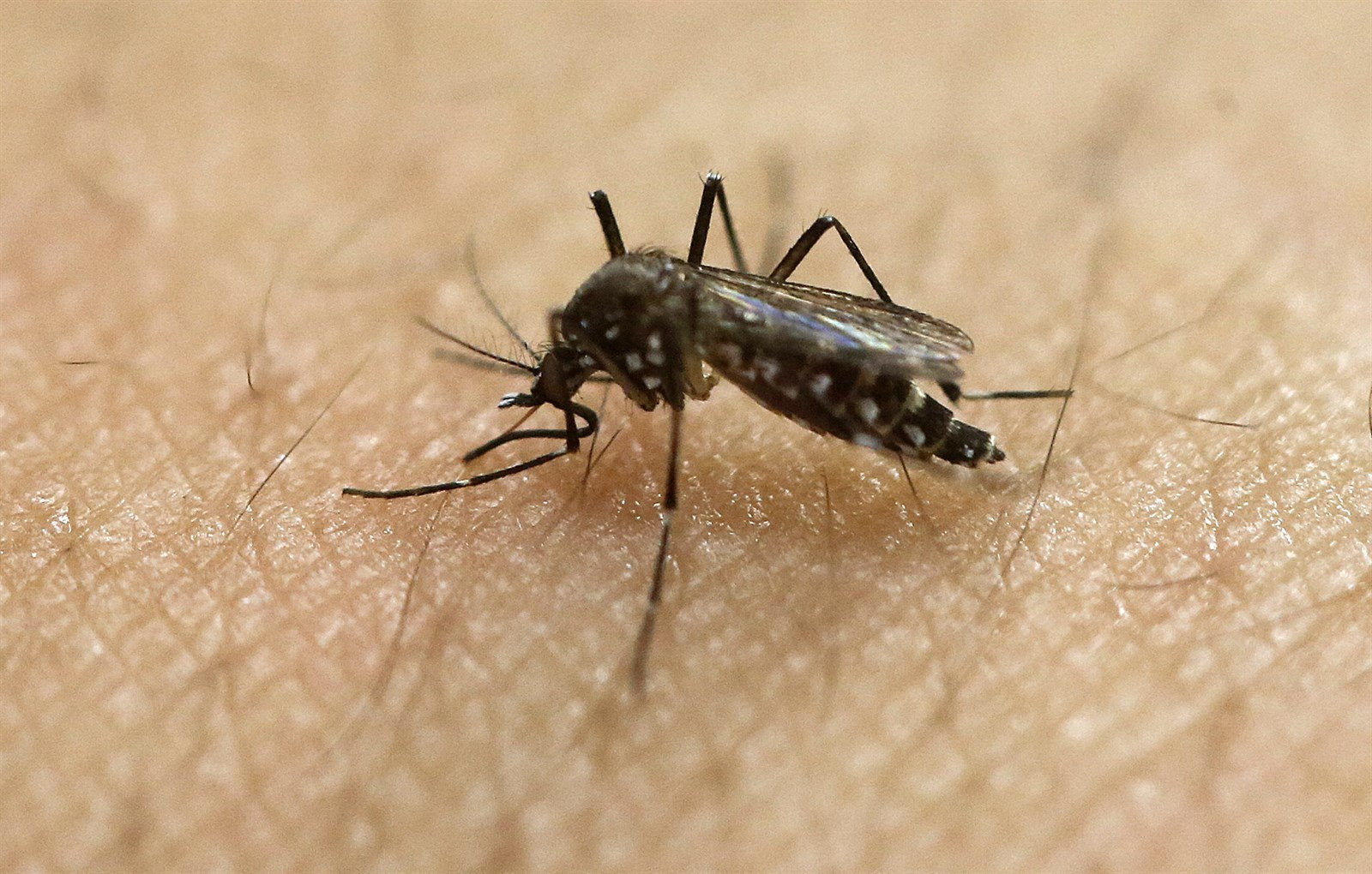 Vedci objavili vírus Zika pri v obyčajných komároch. Chcú ďalšie testy.