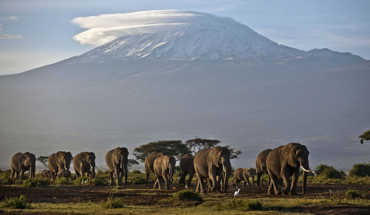 afrika slony