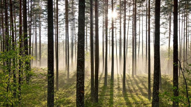 Švédi využívajú svoje lesy pomerne udržateľne - vďaka ich obrovskej rozlohe a nízkej hustote obyvateľstva to majú jednoduchšie.