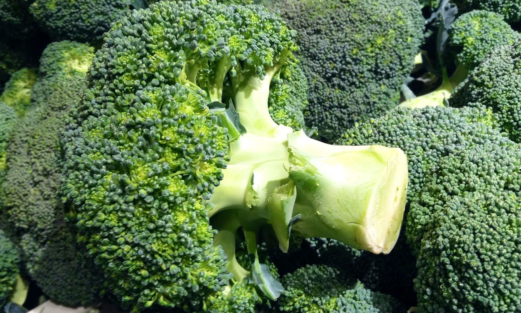 Zelená hlúbová zelenina s ružicovou hlavou, ktorá sa do sveta rozšírila z Talianska, obsahuje priveľa vzácnych a pre dlhovekosť potrebných látok na to, aby sme jej hovorili nie. Pravidelný príjem brokolice pomáha udržiavať v optimálnom stave celý imunitný systém. Menovite: vysoký podiel organických tekutín podporuje činnosť obličiek, vláknina sa podpisuje pod zdravé trávenie a draslík a železo sa starajú o bezchybnú činnosť srdca a stav krvi. A jednou z najväčších praktických výhod brokolice je jej pestré využitie v kuchyni. Môžete si z nej pripraviť polievku, zapiecť ju so zemiakmi, zamiešať do cestovín, použiť ako prílohu alebo hlavné jedlo a vždy budete spokojní. 