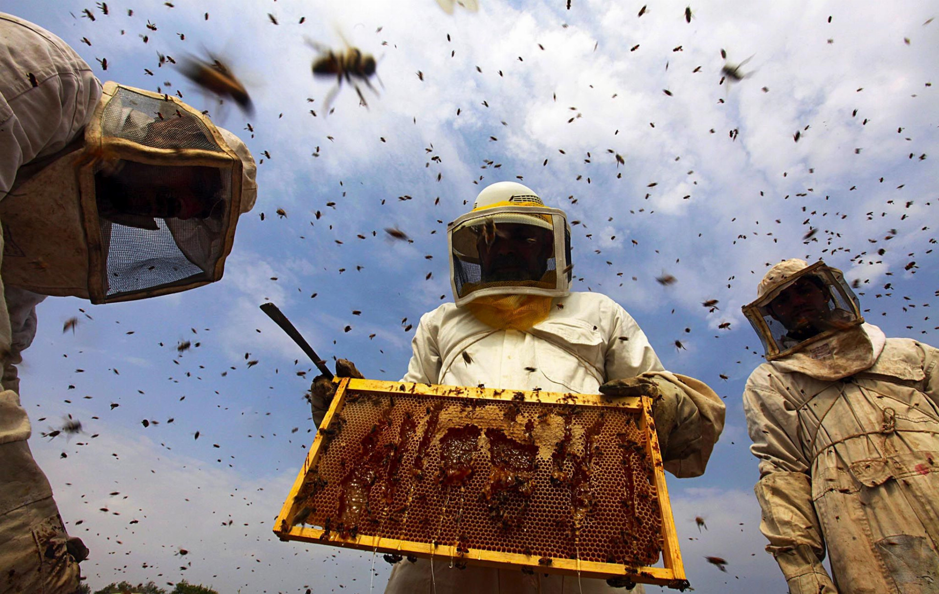 včelári, med