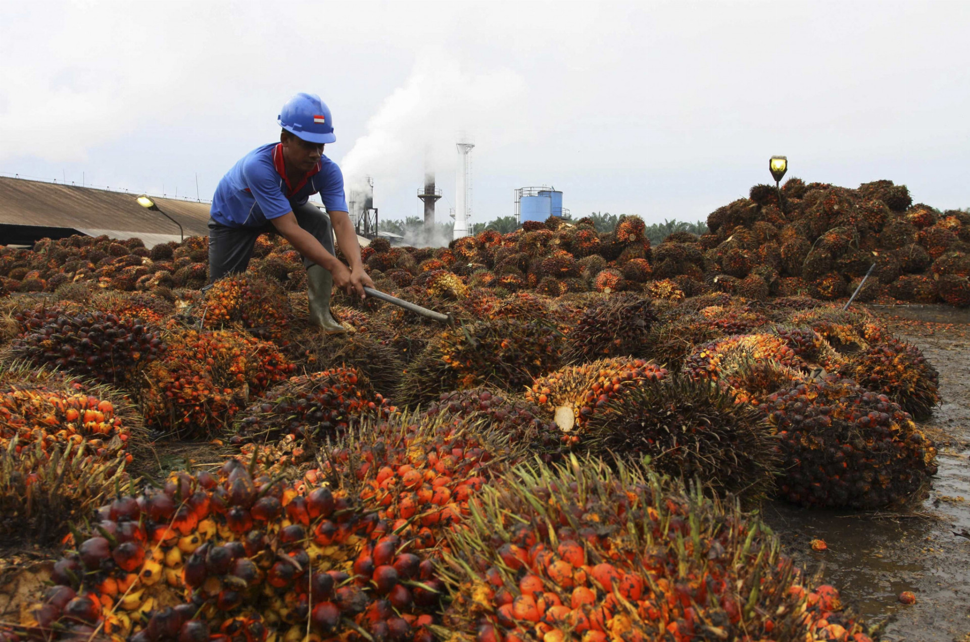  Výroba palmového oleja
