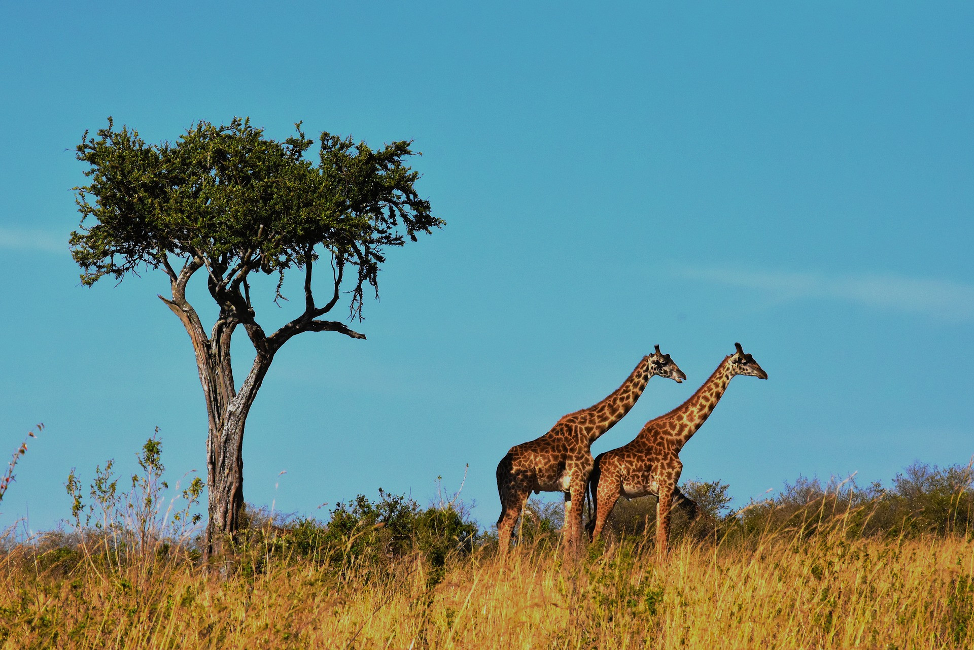 Tanzánia, Afrika. Predstavte si samých seba v otvorenom džípe, ktorý sa preháňa národným parkom Serengeti a vy ste obklopení stádami žiráf, slonov a zebier.