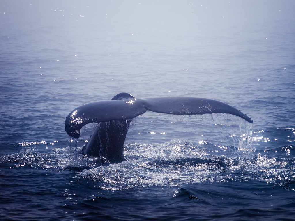 Najosamelejším tvorom na zemi je veľryba, lebo svojho druha hľadá niekedy až dve desaťročia.