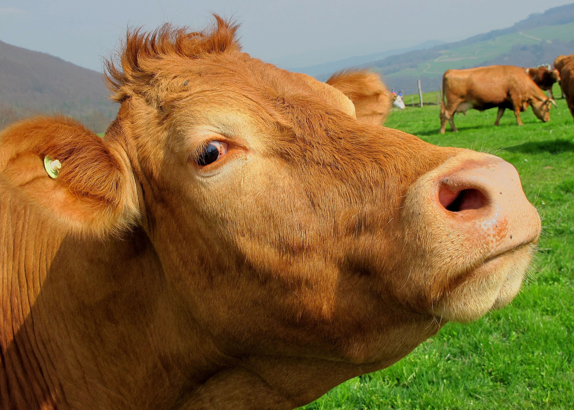 Pomocou aplikácie Google Earth vedci študovali tisíce obrázkov pasúcich sa kráv a objavili zvláštny vzorec. 70 percent kráv obráti hlavu na sever alebo na juh pri jedle alebo pití. Toto sa pozoruje na všetkých kontinentoch, bez ohľadu na terén, počasie a iné faktory.