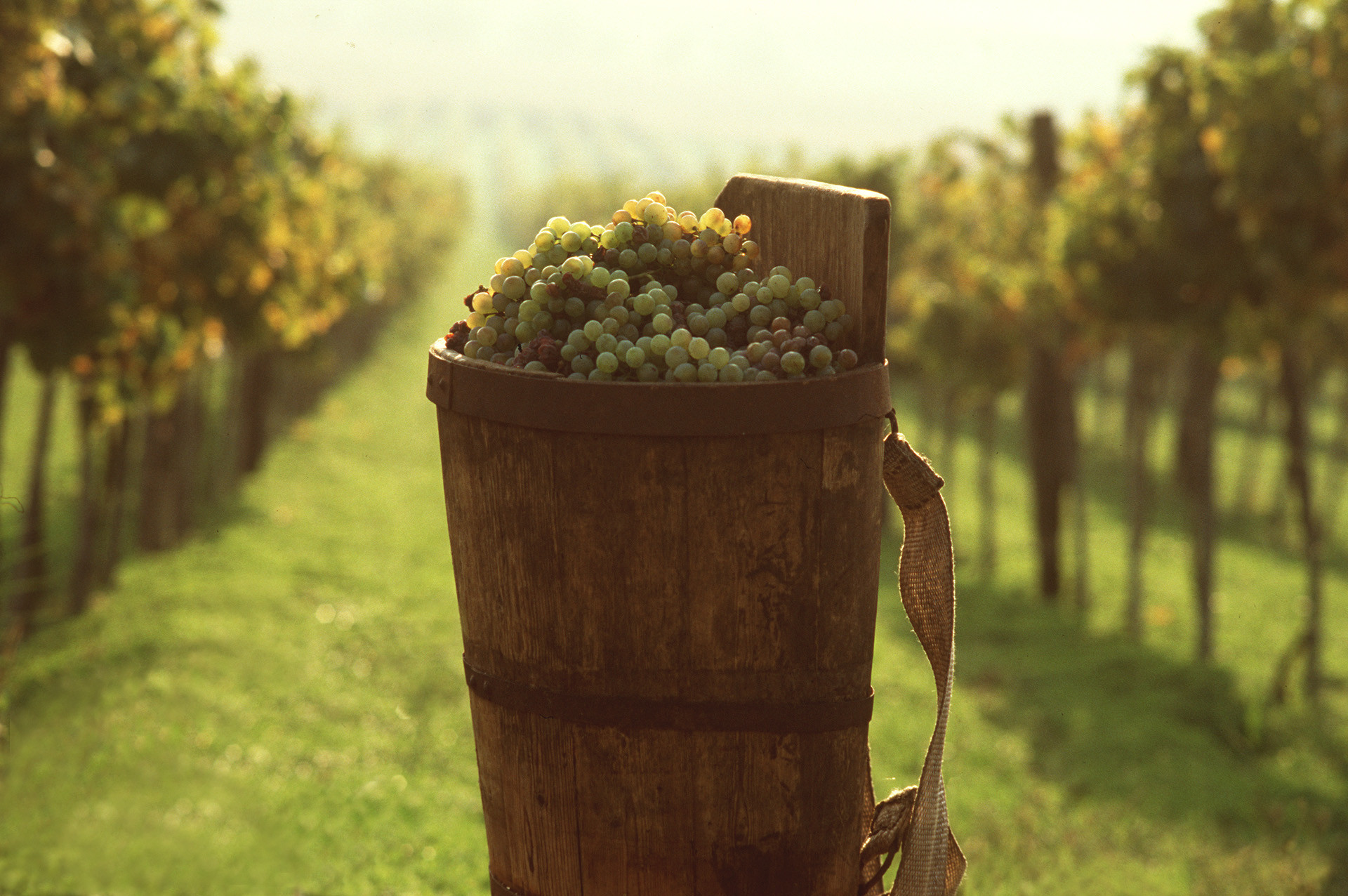 Historicky známy Tokajský región sa venuje produkcii vína a pestovaniu hrozna v úrodných viniciach. Titul "kráľ vín a víno kráľov" si nesie už 450 rokov. 
Lásku k tomuto maďarskému pokladu si zamilovali aj korunované hlavy štátov, ako ruskí cári, poľskí králi či sám rímsky pápež.
Nenechajte si preto pri návšteve Maďarska ujsť prehliadku Tokajského Múzea a slávnej histórie, naprieč dejinami, keď bolo tokajské víno využívané aj ako liek. Odmenou vám bude aj neuveriteľný výhľad, ktorý sa vám naskytne z vrcholkov viníc. 