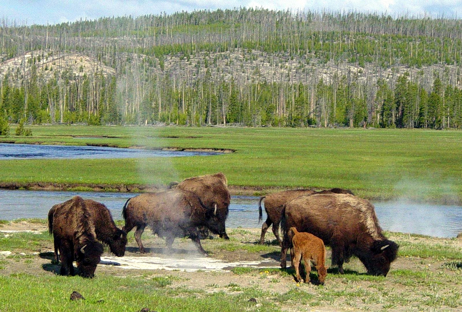 Najstarší národný park na svete je známy predovšetkým pre svoju divočinu a geotermálne úkazy, ktoré vďačia za svoju existenciu bohatej vulkanickej činnosti. Pri návšteve rozhodne nezabudnite na gejzír Old Faithful, ktorý chrlí vodu s parou až do výšky 55 metrov. 

Keď sa povie Yellowstone, alebo rozprávkovo Jellystone, snáď každý si spomenie na kreslenú postavičku, ktorú pozná celý svet - medveďa Yogiho. Naživo tu môžete naraziť na ozajstné medvede grizzly alebo vlky či voľne žijúce stáda bizónov. 

„V amerických parkoch žije veľmi veľa medveďov, preto pri kempovaní nenechávajte jedlo v stane ani v aute. Všade nájdete špeciálne skrinky, ktoré sú tu práve kvôli ochrane pred medveďmi,“ varuje Miroslava Zelenáková. 

V Yellowstone sa môžete povoziť na loďkách alebo si zarybárčiť. Vďaka upraveným cestám sa pohodlne dostanete ku všetkým hlavným zaujímavostiam.
