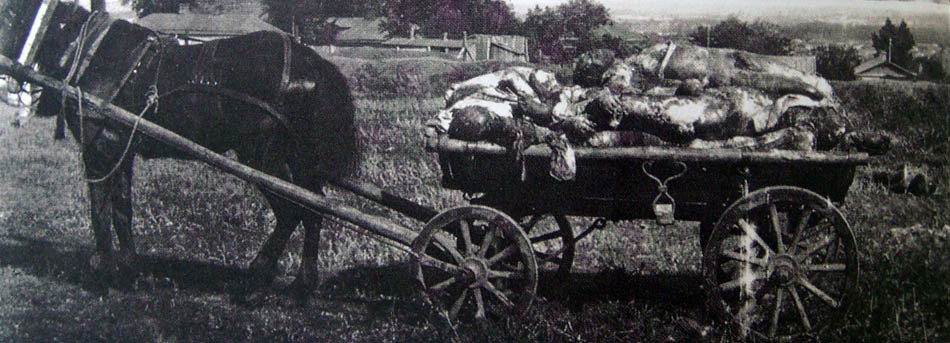 Exhumované obete čekistov.