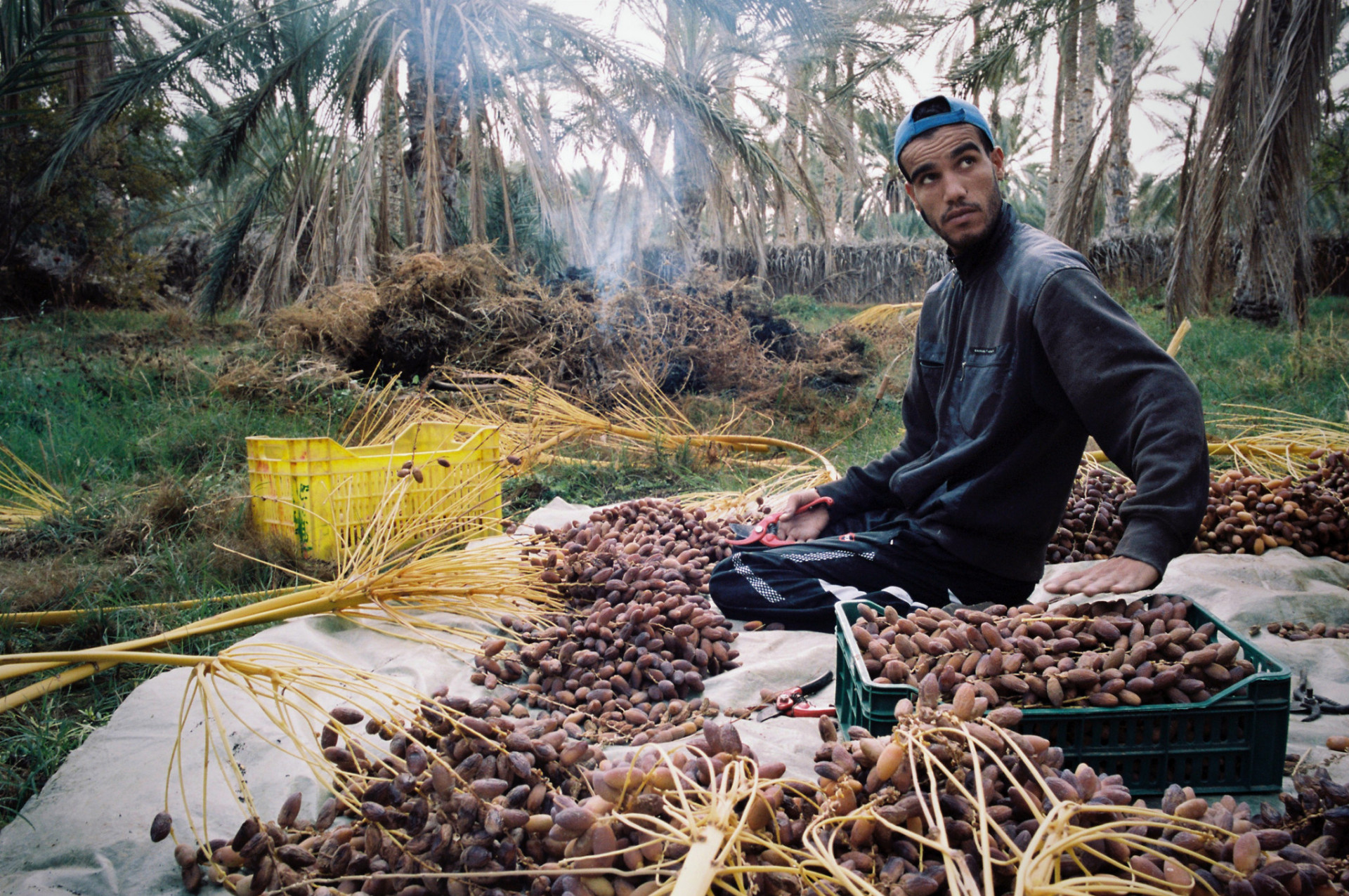 Zber datlí na farme pri meste Dúz, Tunisko