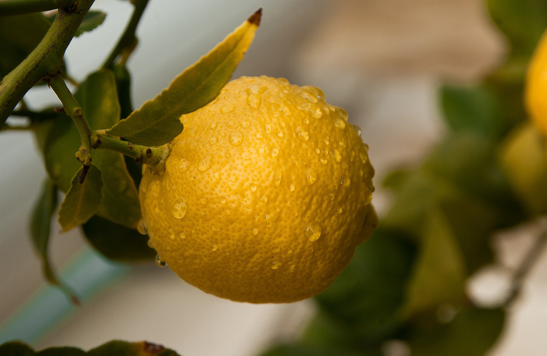 Drvivá väčšina citrusov sa k nám dováža s chemicky ošetrenou kôrou (výrobcovia a obchody musia túto skutočnosť uvádzať). Najčastejšie sú to pesticídy alebo fungicídy. Chémie sa nezbavíte ani dôkladným umytím. Ak si preto chcete dať celý citrón napríklad do čaju alebo použiť jeho kôru, siahnite po biocitrónoch.