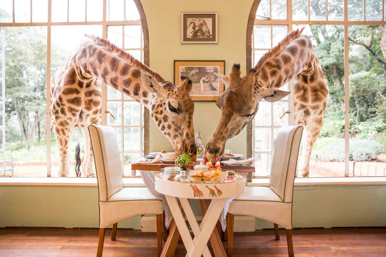 Giraffe Manor vlastní spoločnosť Safari Collection a je exkluzívnym hotelom, ktorý sa nachádza na súkromnom pozemku s rozlohou 12 akrov v rámci domorodého lesa. Giraffe Manor so svojou fascinujúcou fasádou, elegantným interiérom, zelenými záhradami, slnečnými terasami a nádhernými dvormi je ozajstným rajom pre milovníkov safari.
Jedna noc v tomto exkluzívnom hoteli stojí približne od 630 eur.