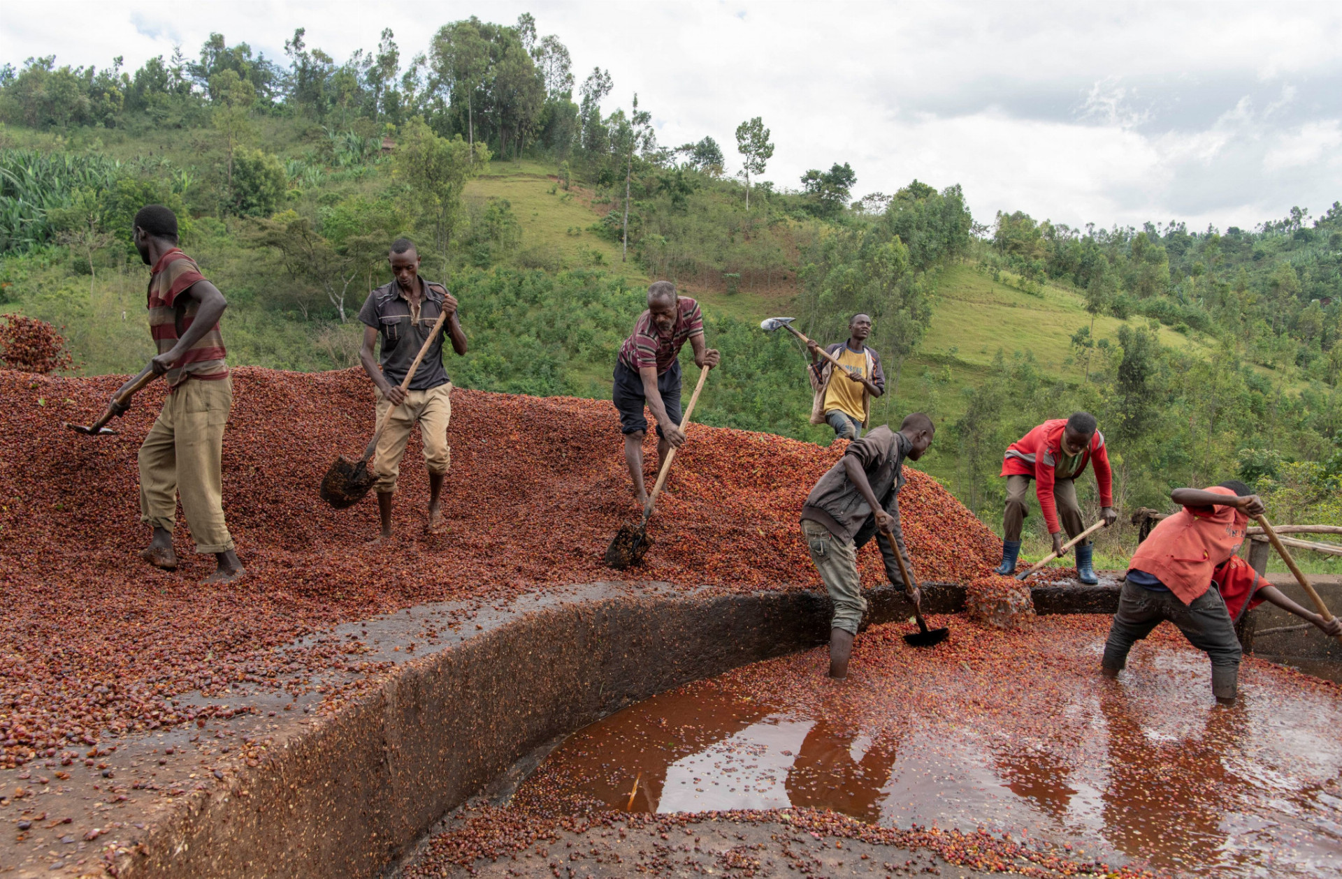 Etiópski farmári prehadzujú znehodnotené kávové zrná do kompostu.