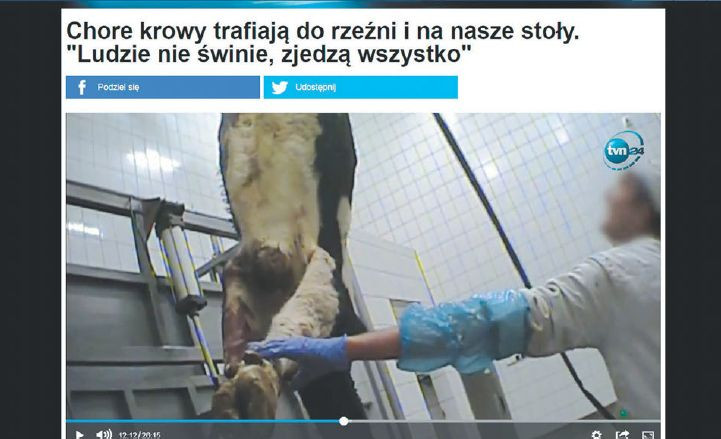 Reportéri poľskej spravodajskej televízie TVN24 odhalili škandál s mäsom z chorých kráv. Ukázalo sa, že putovalo aj na Slovensko. „V práci na prípade budeme pokračovať,“ hovorí
reportér Tomasz Patora.