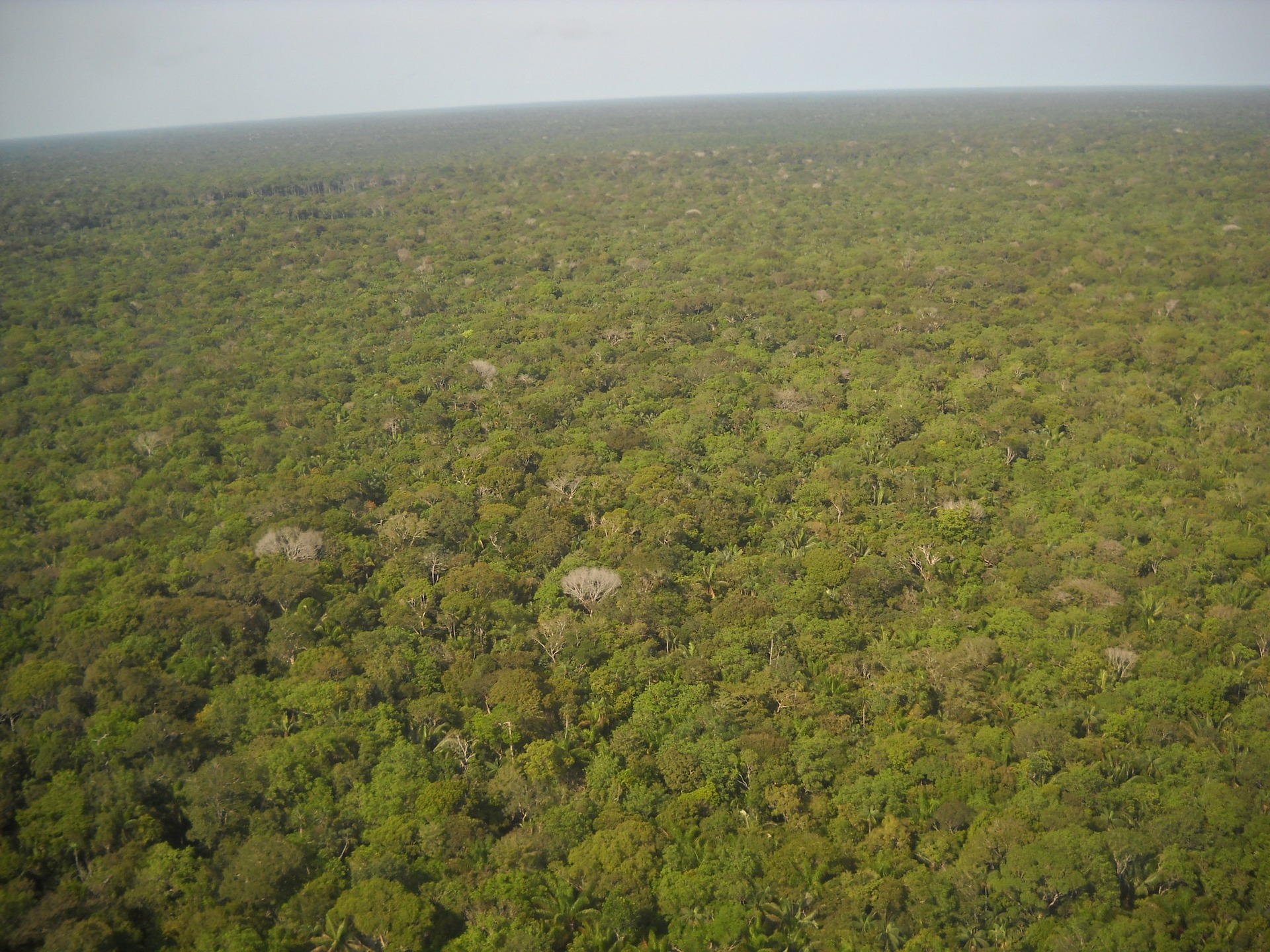Zhruba 17 percent Amazonského pralesa bolo v posledných piatich desaťročiach zničených, väčšinou kvôli chovu dobytka. Približne 80 percent druhov z celosvetovej populácie možeme nájsť v tropických dažďových pralesoch. Odlesňovanie hoci aj v malej oblasti môže spôsobiť vyhynutie zvieraťa, pretože niektoré druhy žijú len v malých izolovaných oblastiach.

Každý rok zmizne viac ako 18 miliónov akrov lesa na celom svete. To je asi 27 futbalových ihrísk za každú minútu. Odlesňovaním zároveň prichádzame o stromy, ktoré pomáhajú absorbovať oxid uhličitý z atmosféry, čo prispieva k globálnemu otepľovaniu.