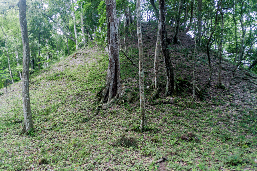 Mayská pyramída môže vyzerať aj takto – ako vŕšok pod stromami. Snímka je z Guatemaly.