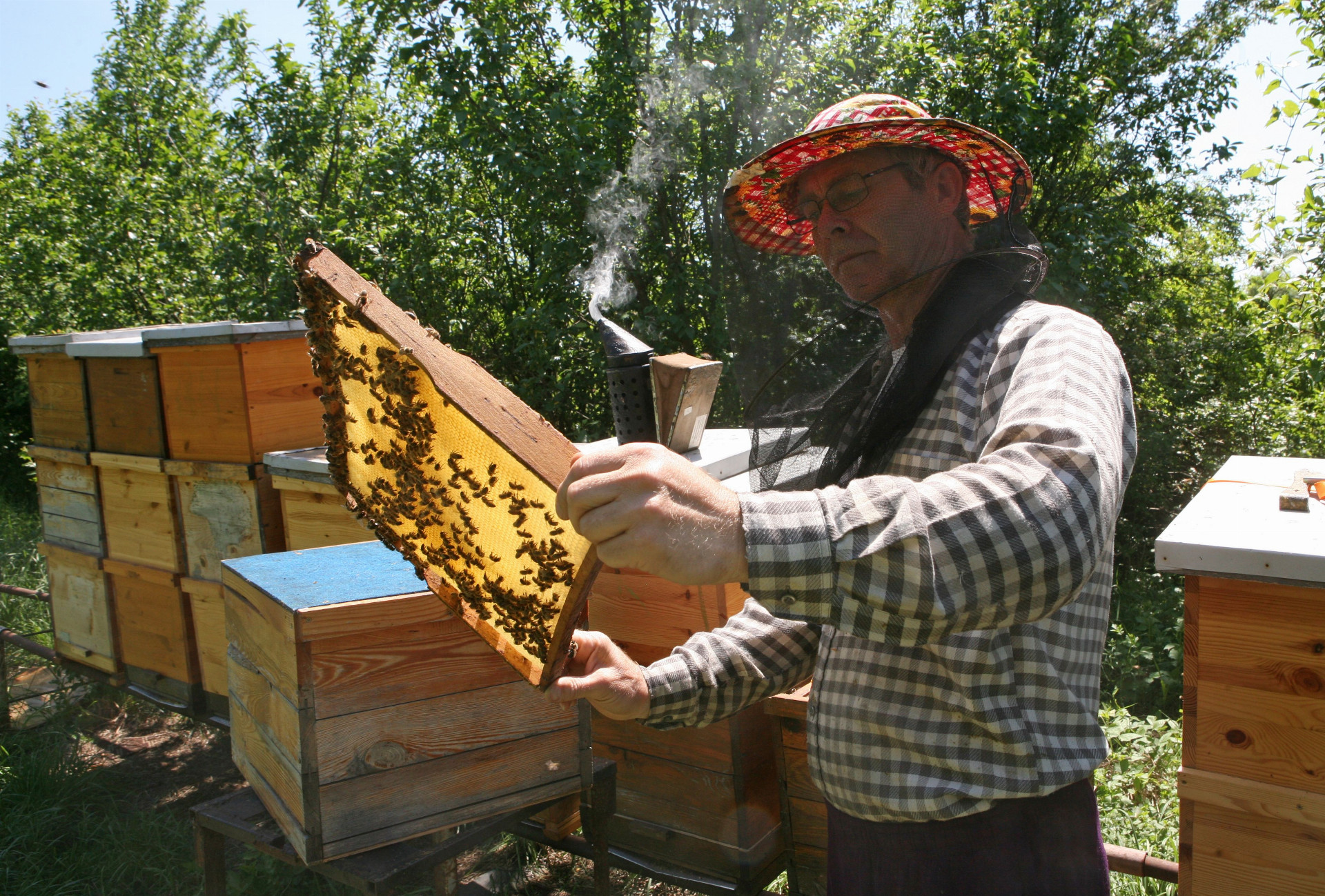 Úhyn tisícok včiel by nemal mať výrazný vplyv na produkciu medu. Ovplyvniť ju však môžu výkyvy počasia.