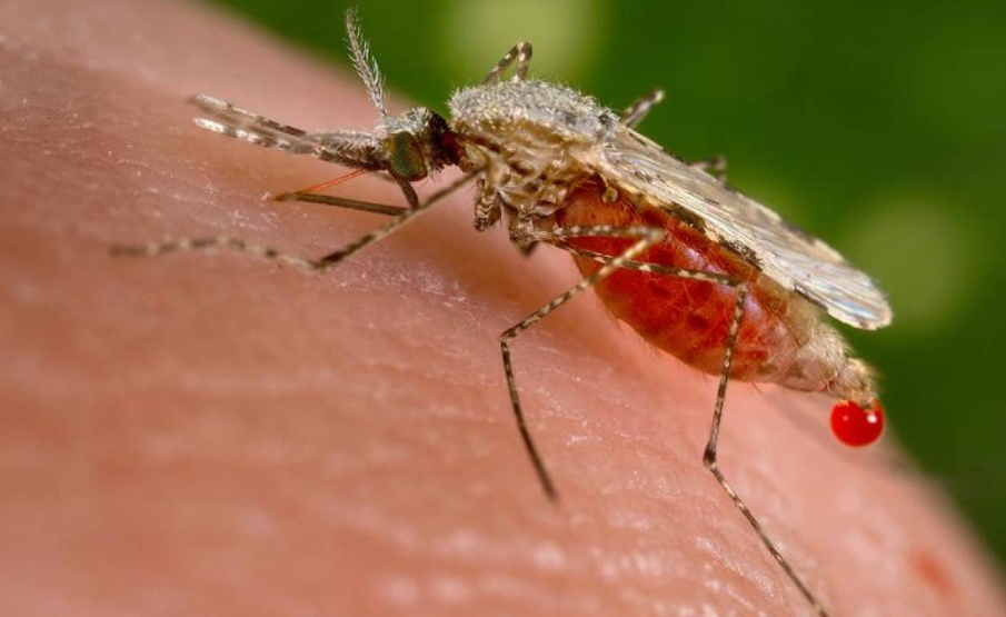 komar malaria