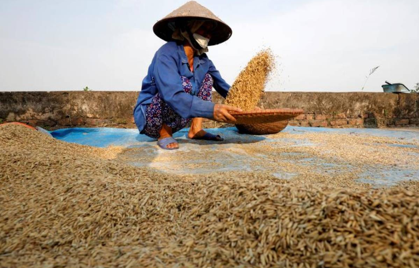 Vietnam, farmari, ryza