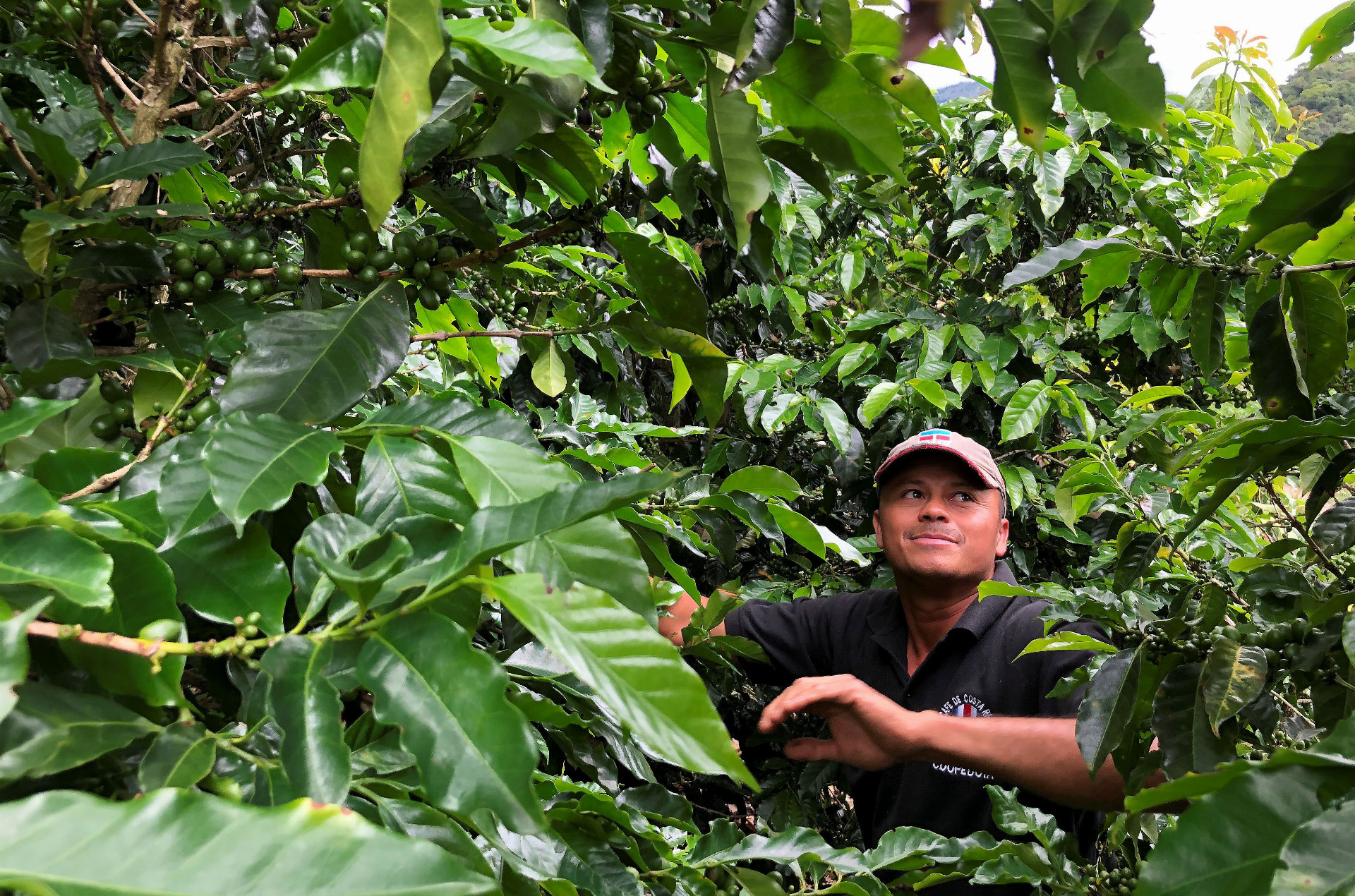 Pestovateľom kávy v Brazílii hralo do kariet daždivé počasie.