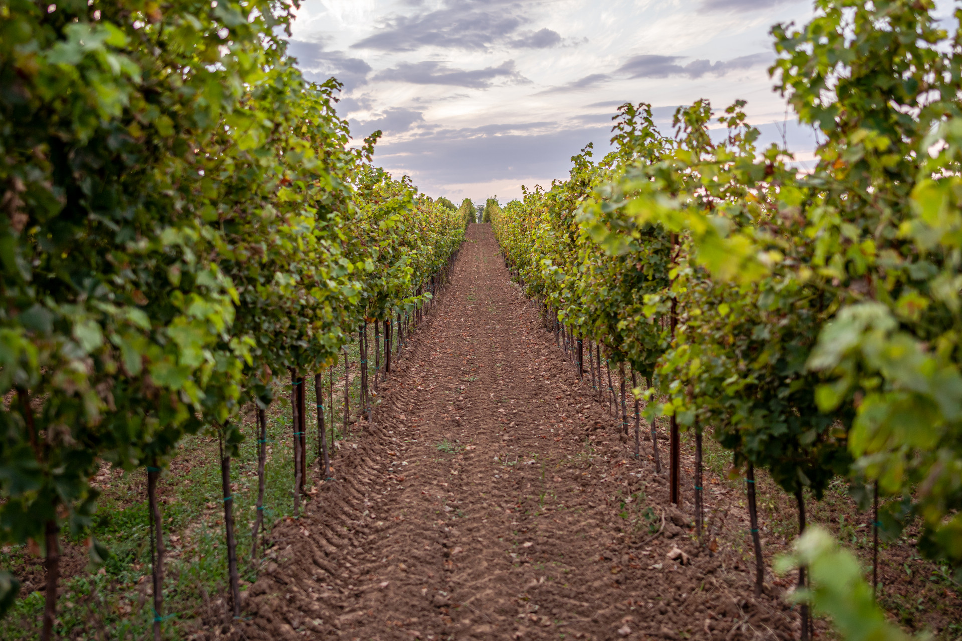 Vinárstvo Naše Vinohrady - aké pozitívne účinky môže mať zdravé víno?