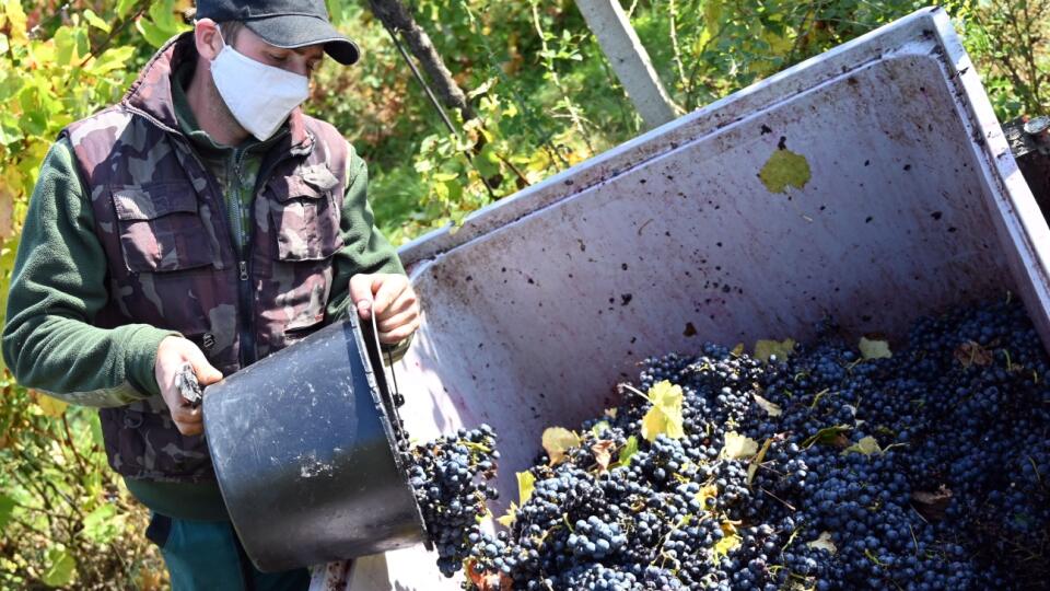 Práca vo vinohradoch sa ani pri krízovej situácii nesmie zastaviť. Tento rok sa však nefľašovalo toľko, koľko po minulé roky.