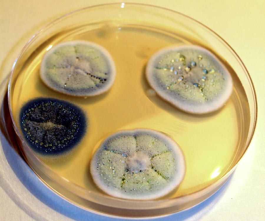 Pleseň druhu penicillium chrysogenum v Petriho miske. Podobnú na jeseň 1928 objavil doktor Fleming.
