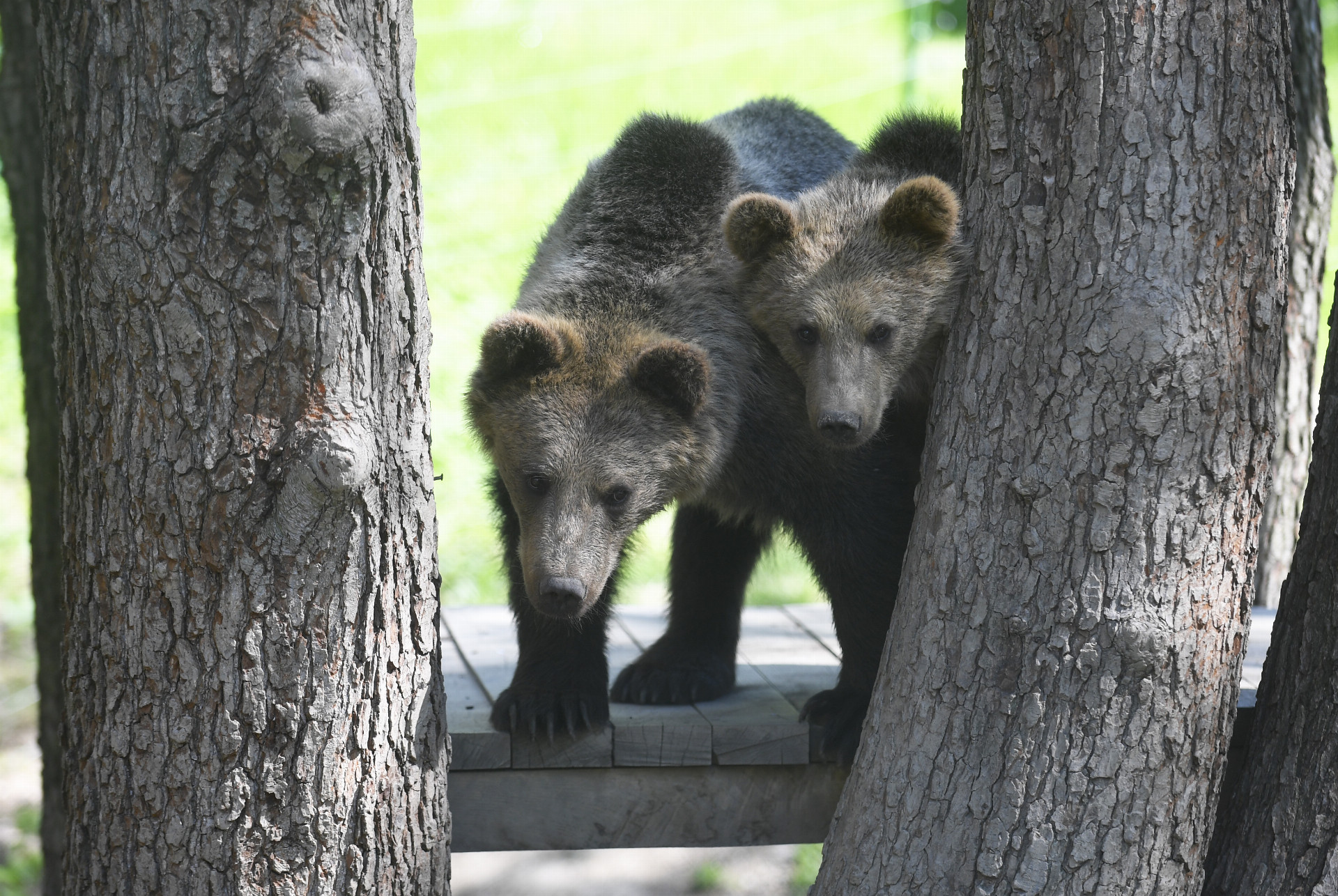 Minulý rok sa podarilo uloviť až päť medveďov (ilu)