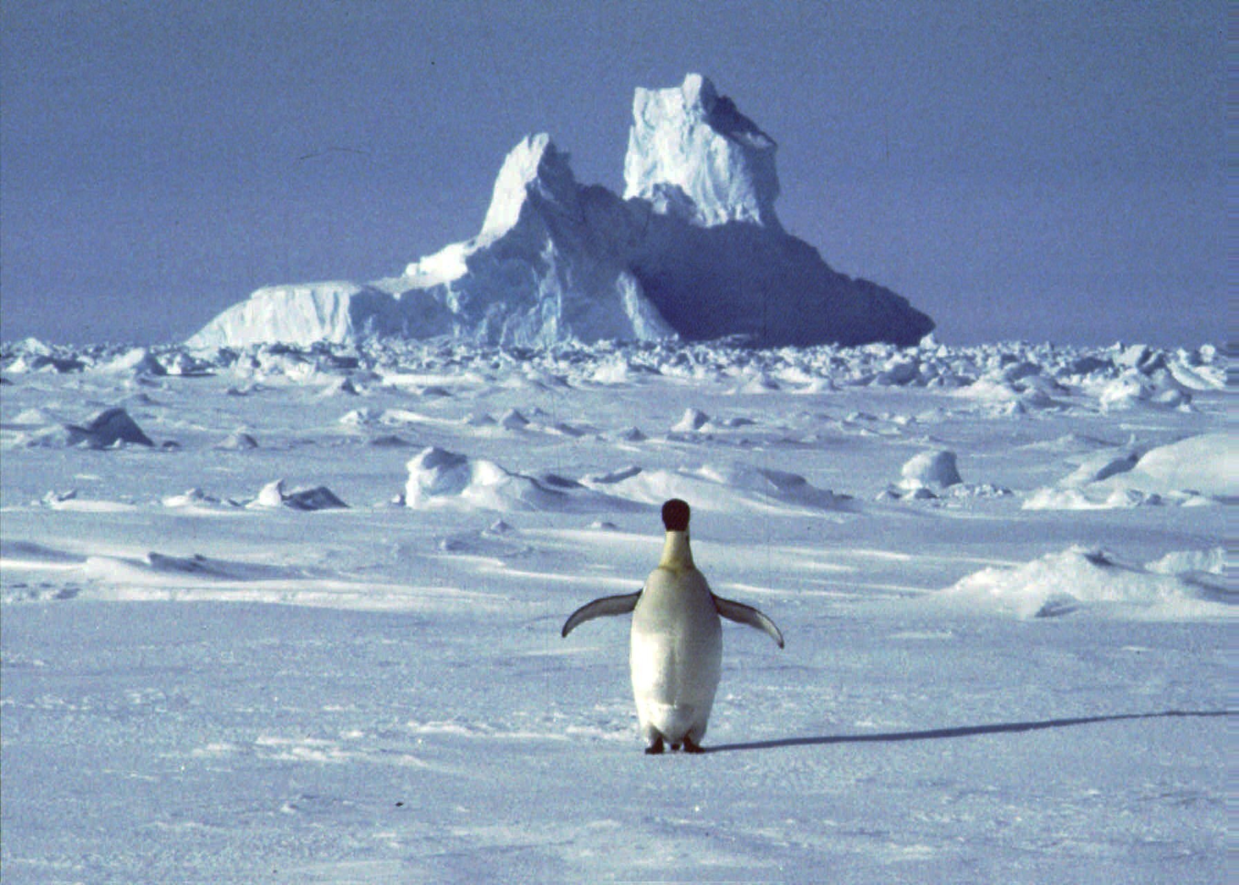 Antarktický polostrov patrí medzi najrýchlejšie sa otepľujúce oblasti našej planéty (ilu)