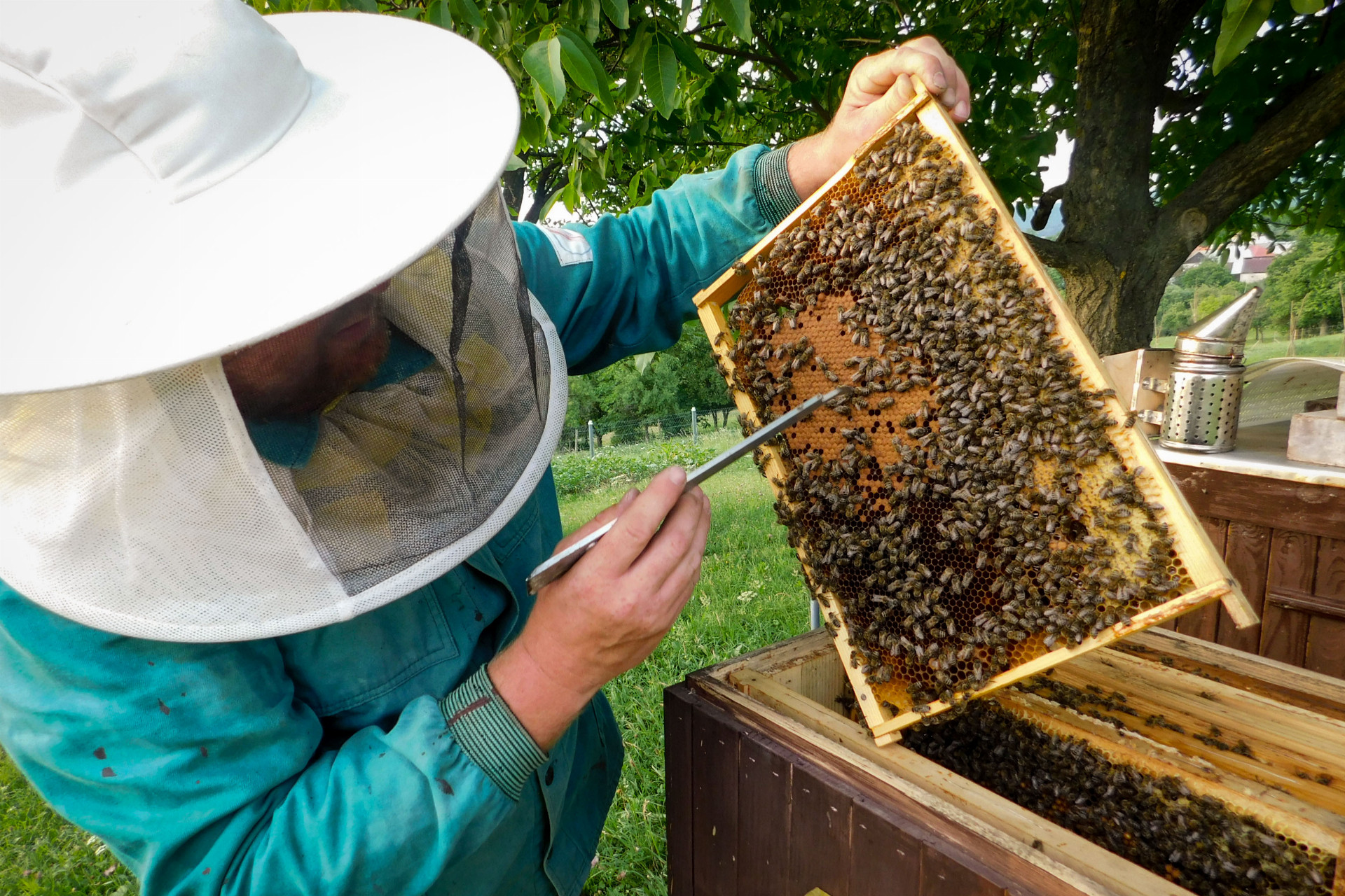 Mor včelieho plodu zasiahol aj obce Strelníky pri Banskej Bystrici. Tamojší včelár Miroslav Majer kontroluje svoje včelstvá.