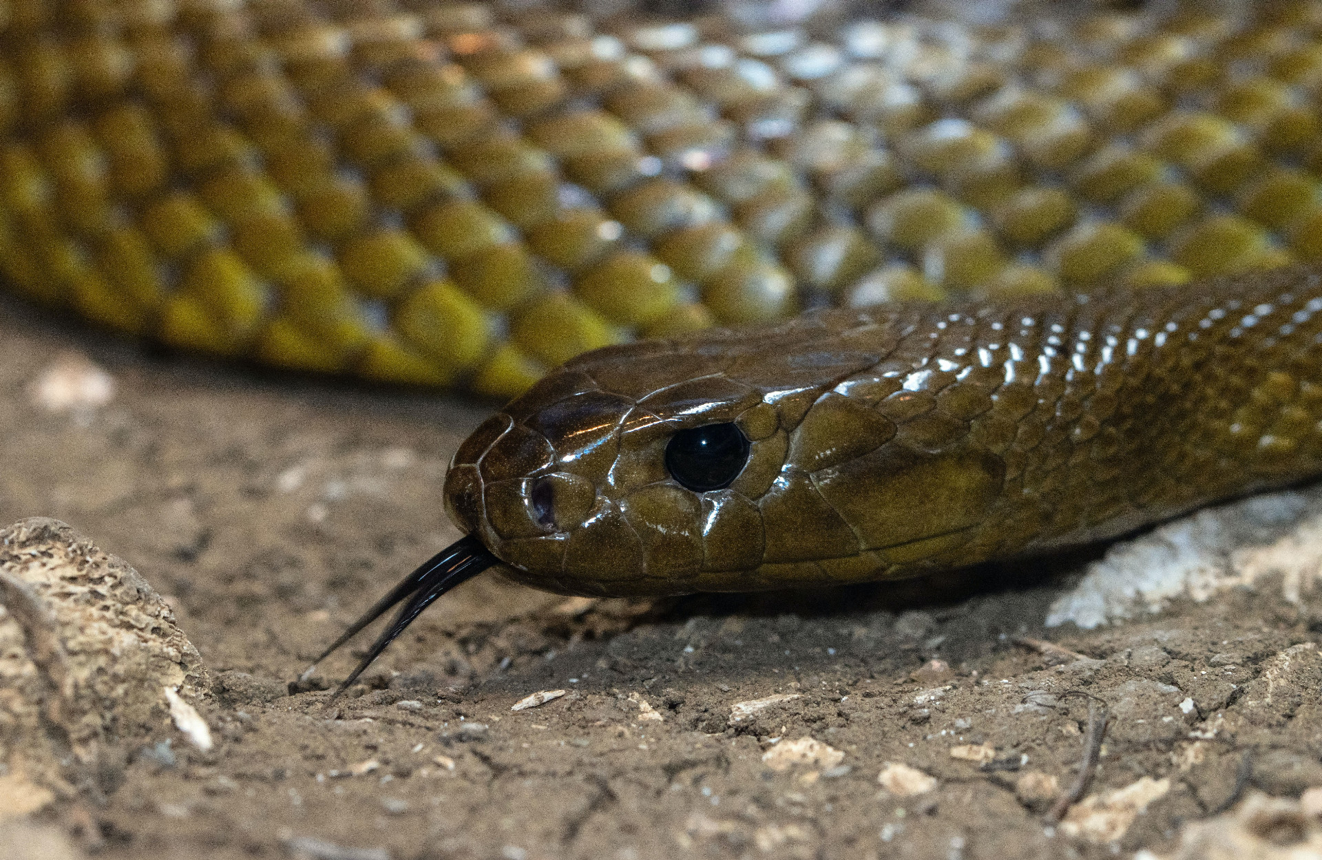 Hadí dojič zbiera jed hadov do nádob (ilu)