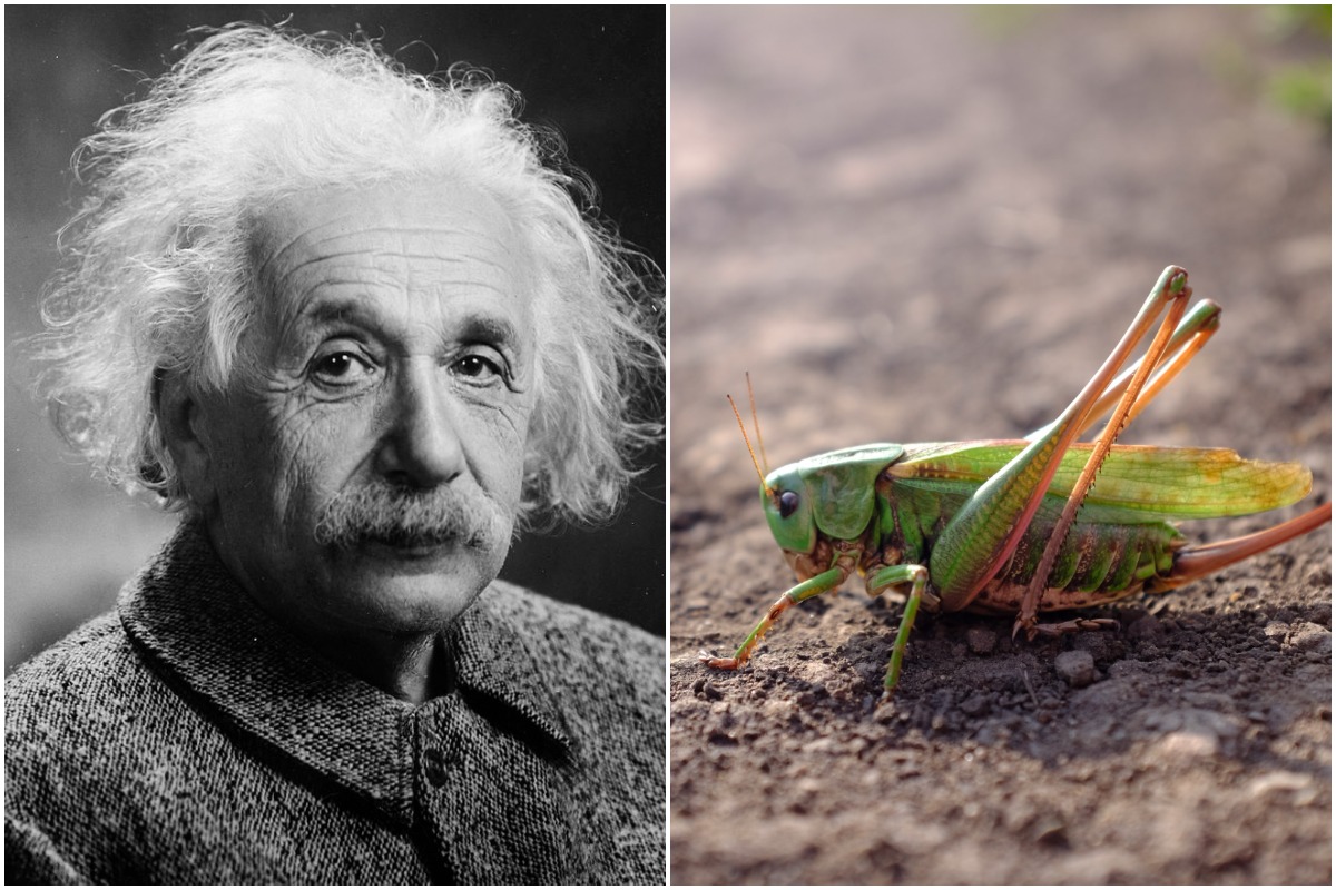 Jeden z najznámejších géniov dokázal zjesť živú kobylku! (ilu)