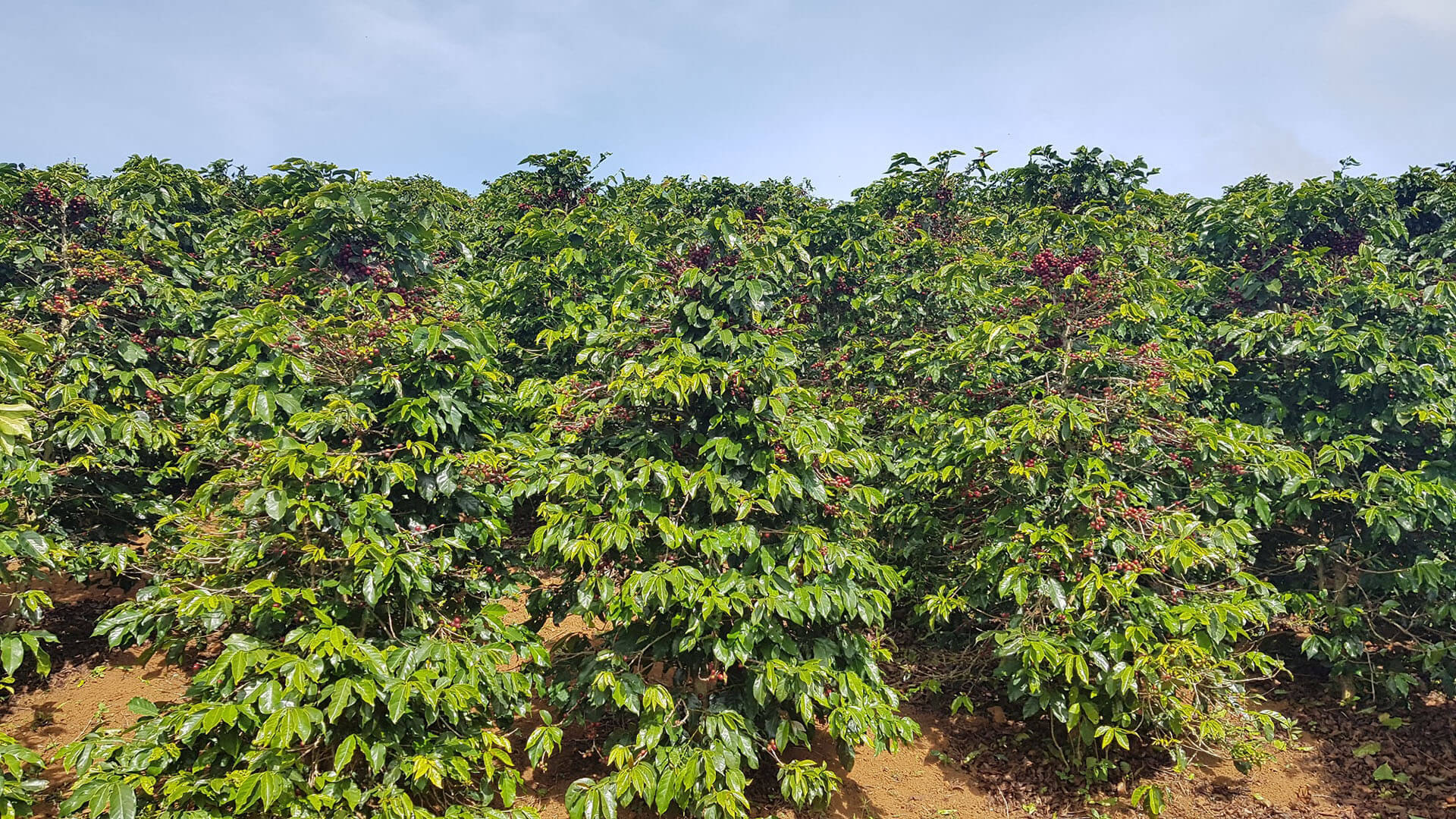 Peter Szabó z coffeein.sk