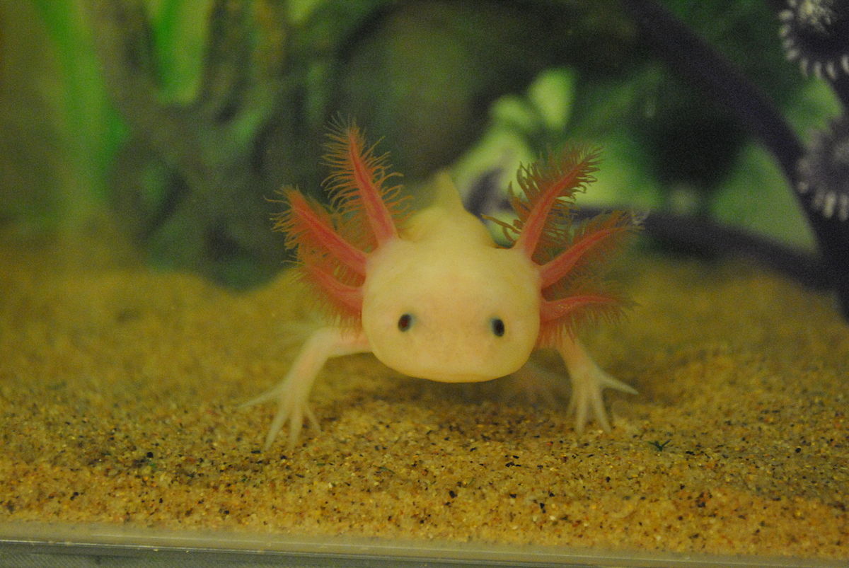 Axolotl mexický je známy aj ako vodný dráčik 
