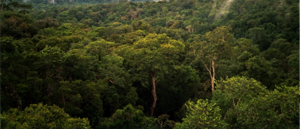 Amazonský dažďový prales v Južnej Amerike (ilu)