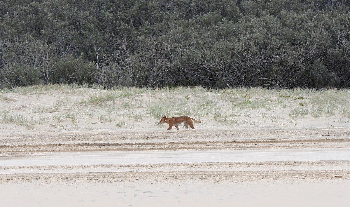 Divoký pes Dingo napáda turistov (ilu)