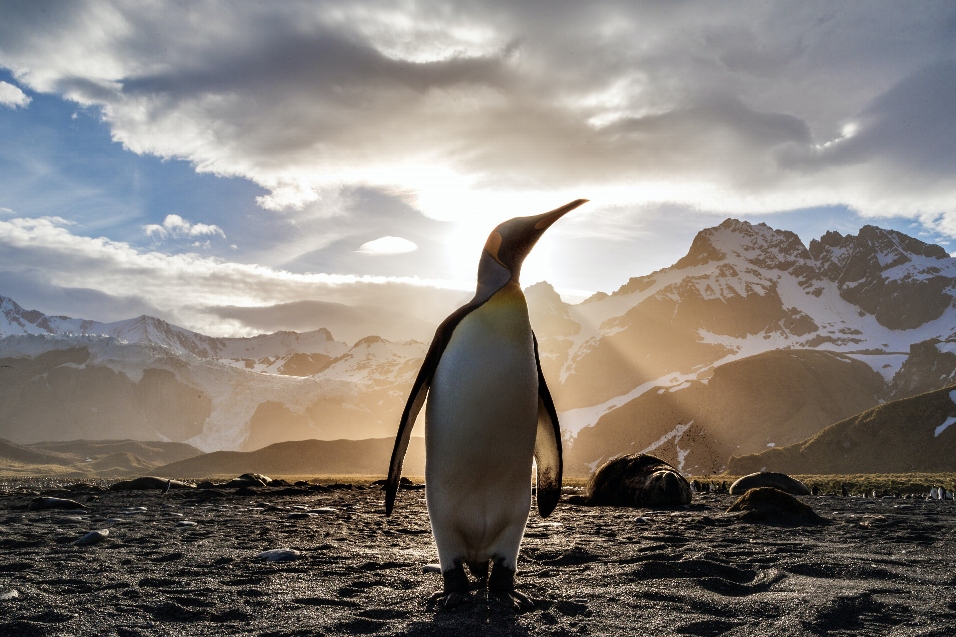 Štúdium tučniakov by im mohol pomôcť identifikovať ďalšie živé bytosti existujúce vo vesmíre (ilu)