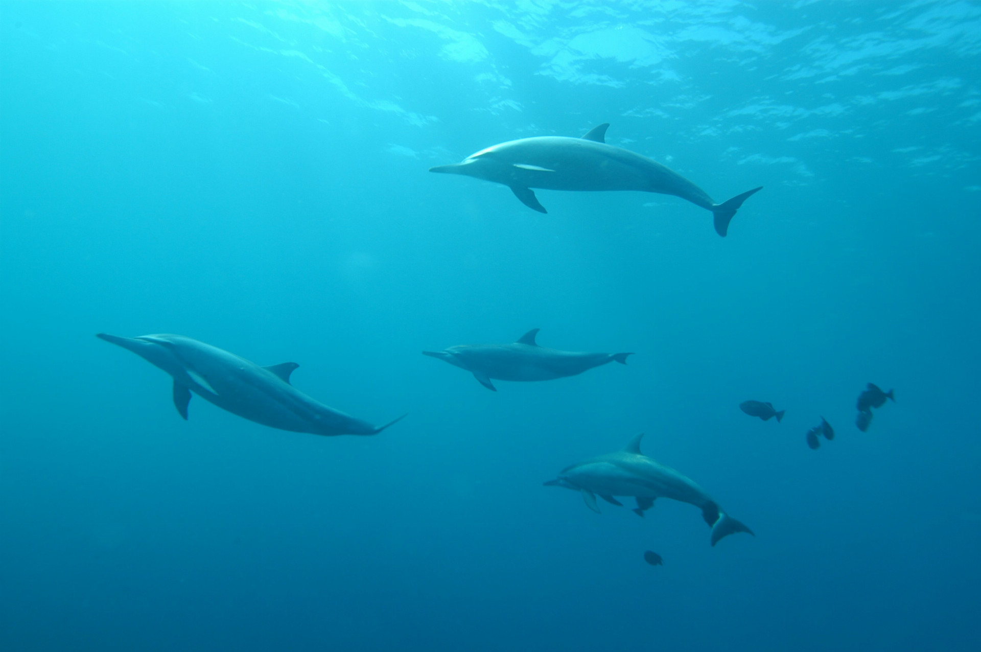 Ročne tu zabijú obrovské množstvo delfínov (ilu)