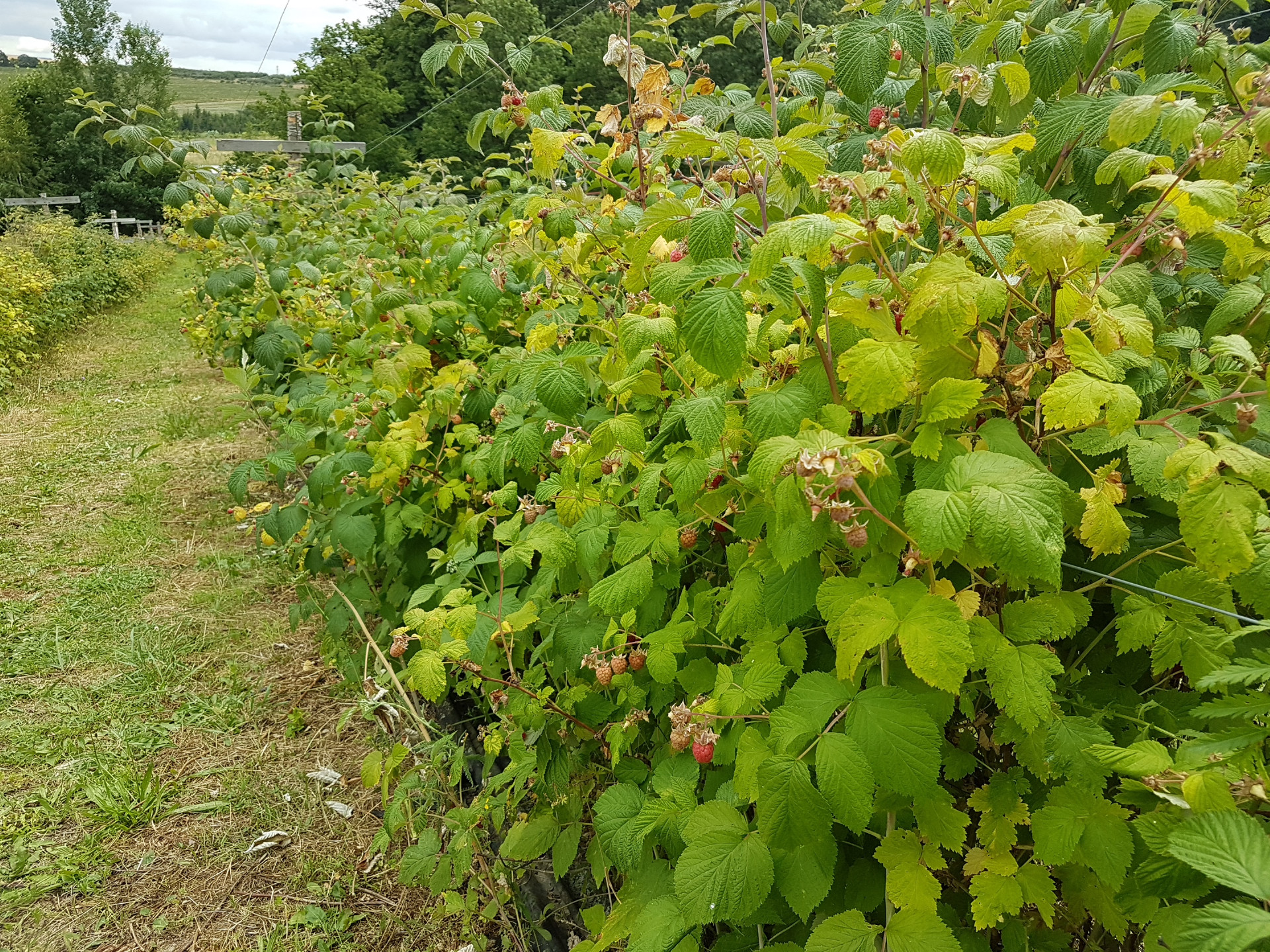 Od domáceho pálenia k výrobe malinovice. Úspech slávi aj vo svete