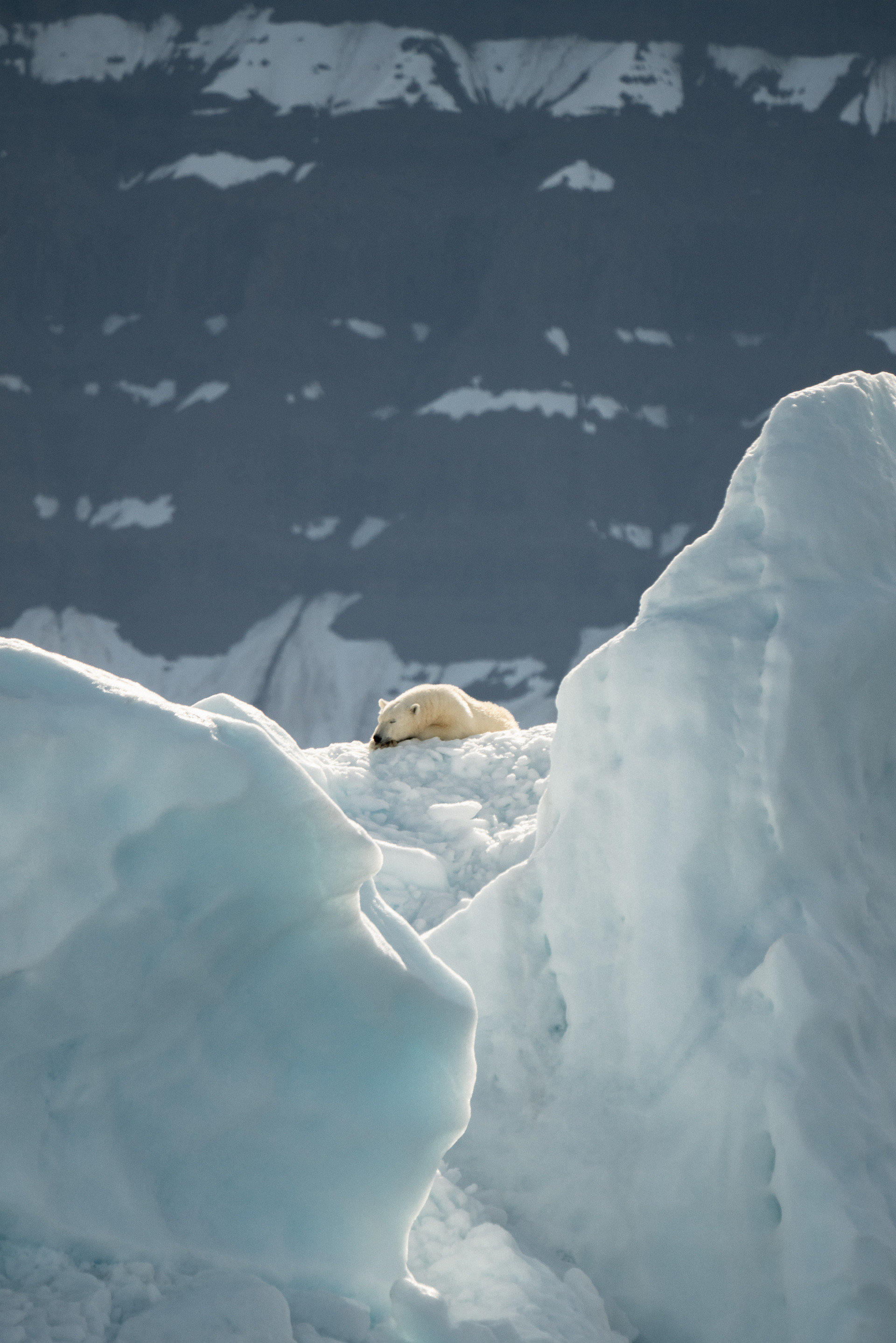 Arktický ľad môže zmiznúť do roku 2100 a s ním aj ľadové medvede a tulene, ktoré tu žijú (ilu) 