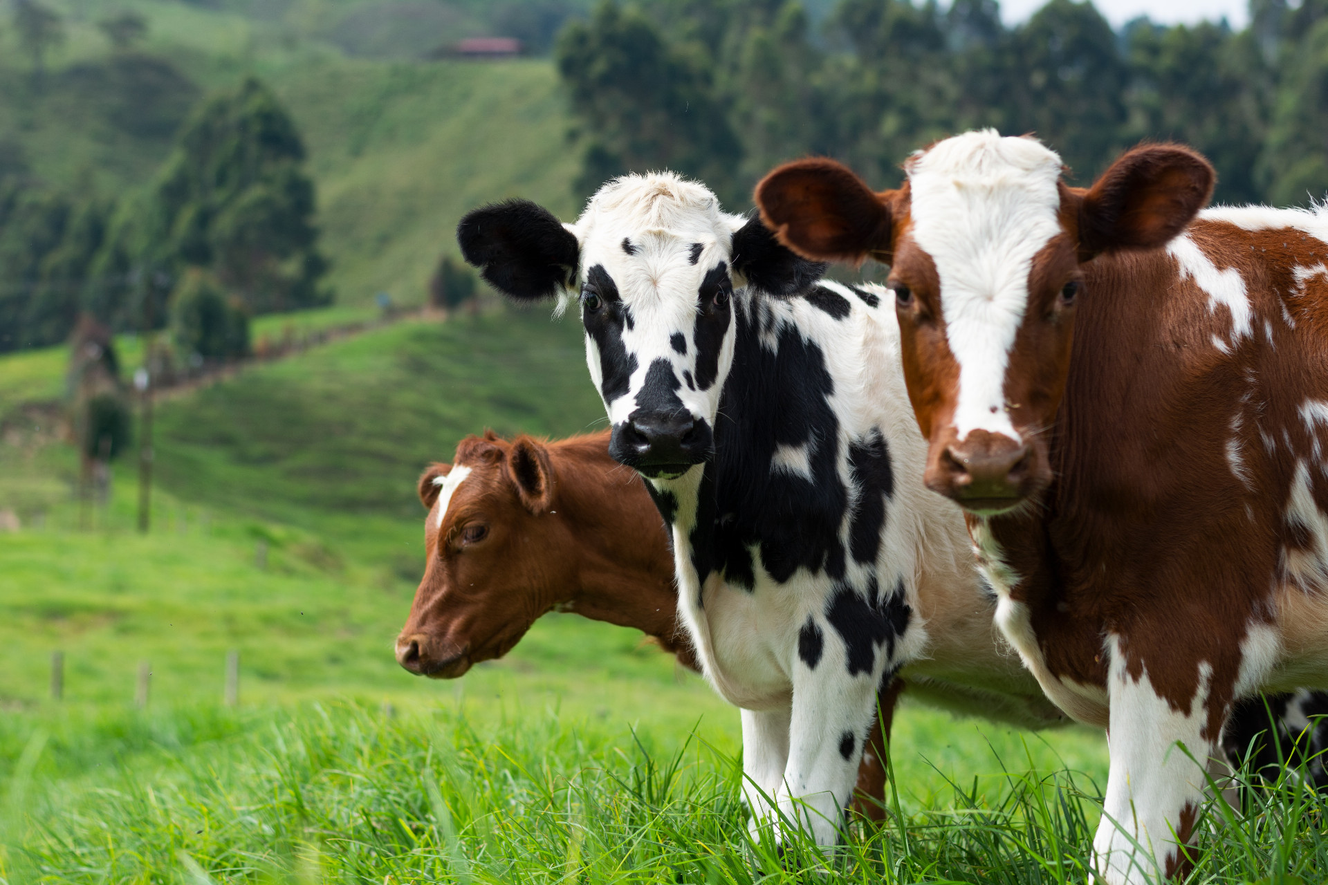 Podľa detí sa kravy nedajú jesť (ilu)